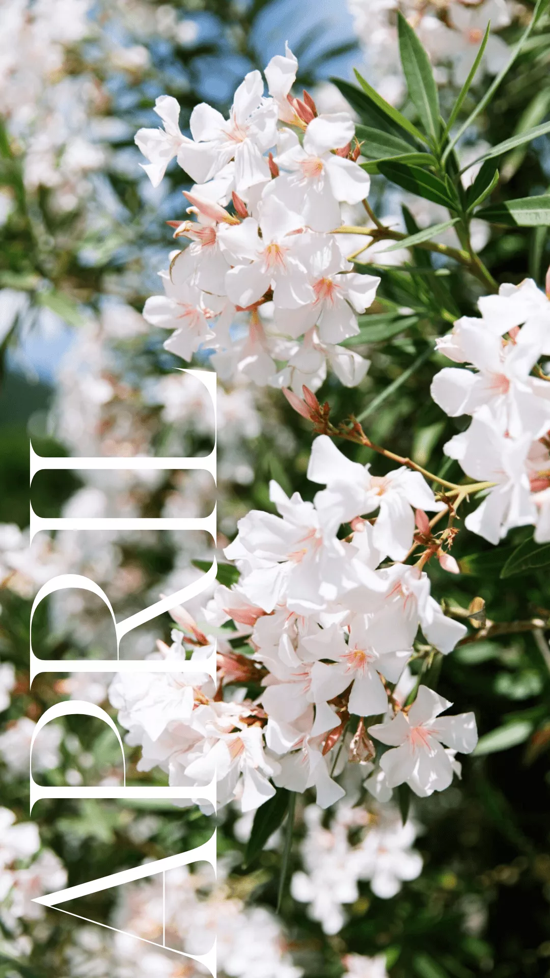 Floral Desktop and iPhone Background