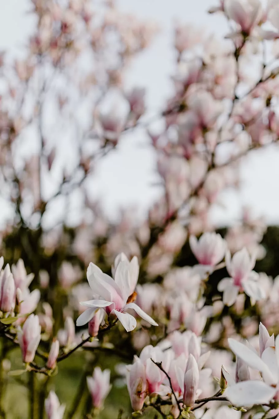 april flowers 1080P, 2K, 4K