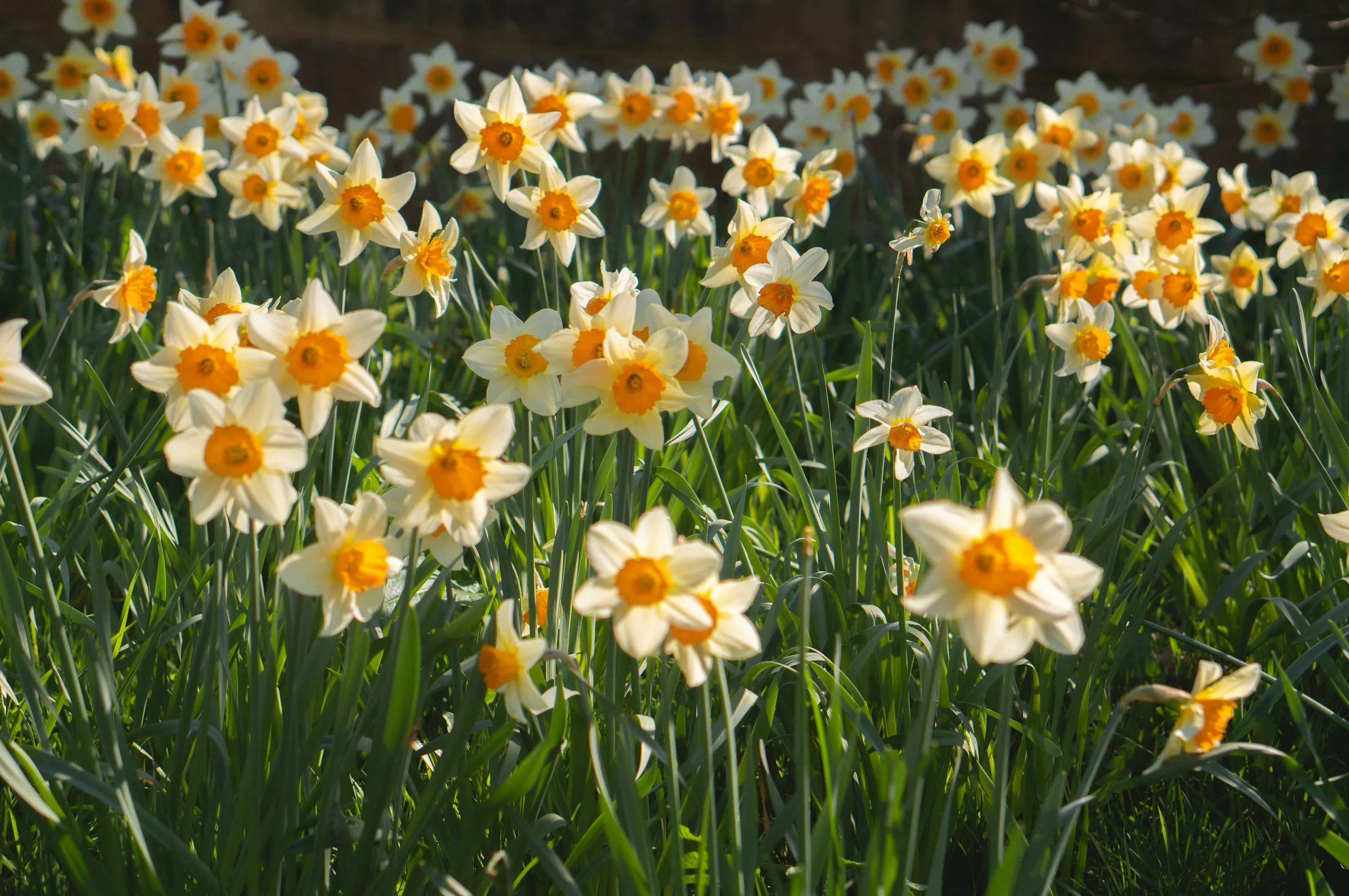 April Picture. Download Free Image