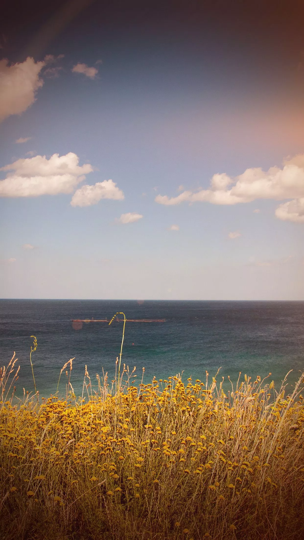 Sea Cloud Flower Nature Old