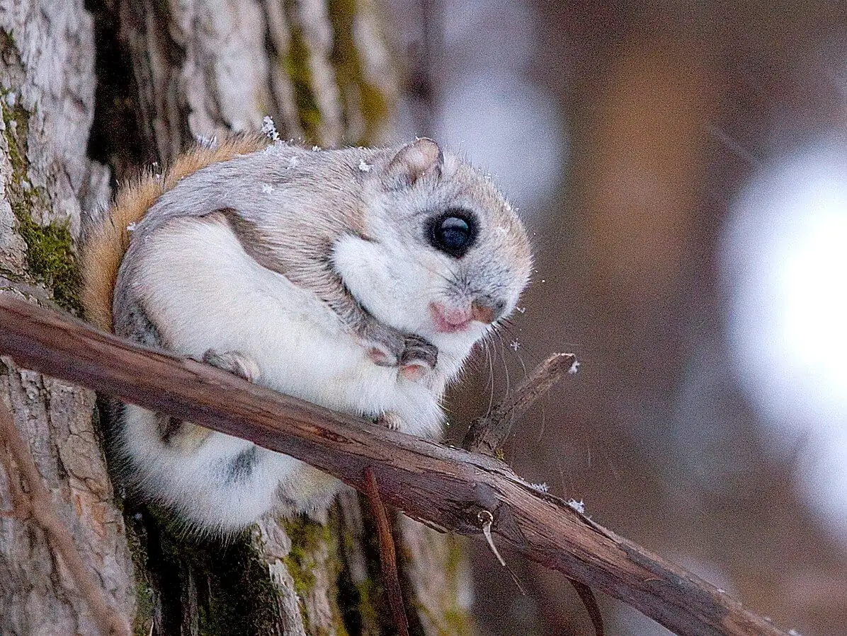 Siberian Flying Squirrel, Diet