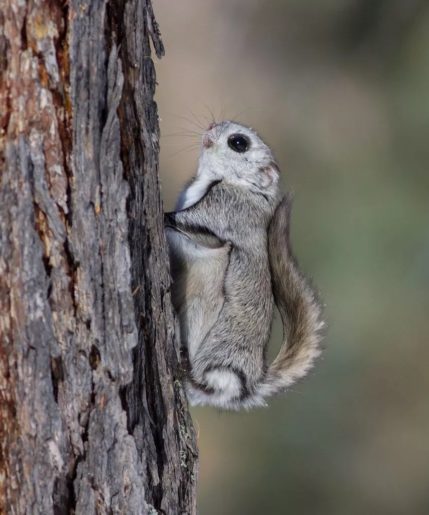 Siberian Flying Squirrel Pteromys