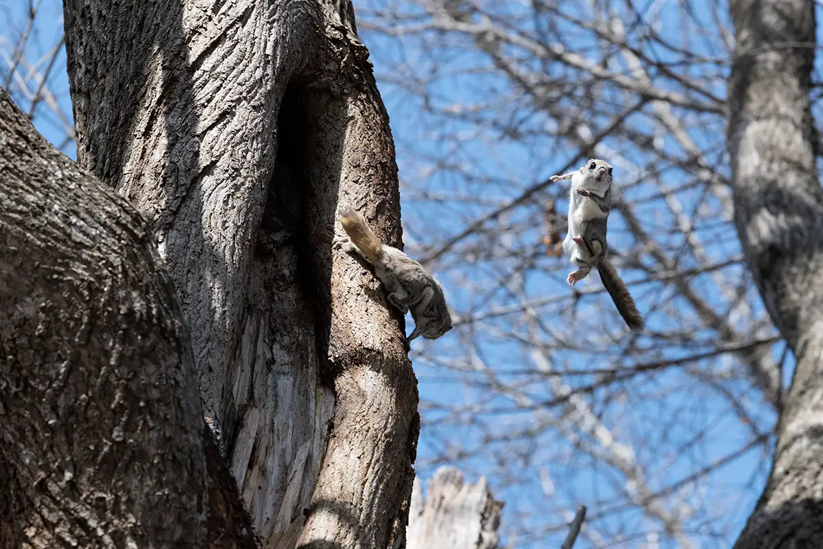 Siberian flying squirrel caught mid