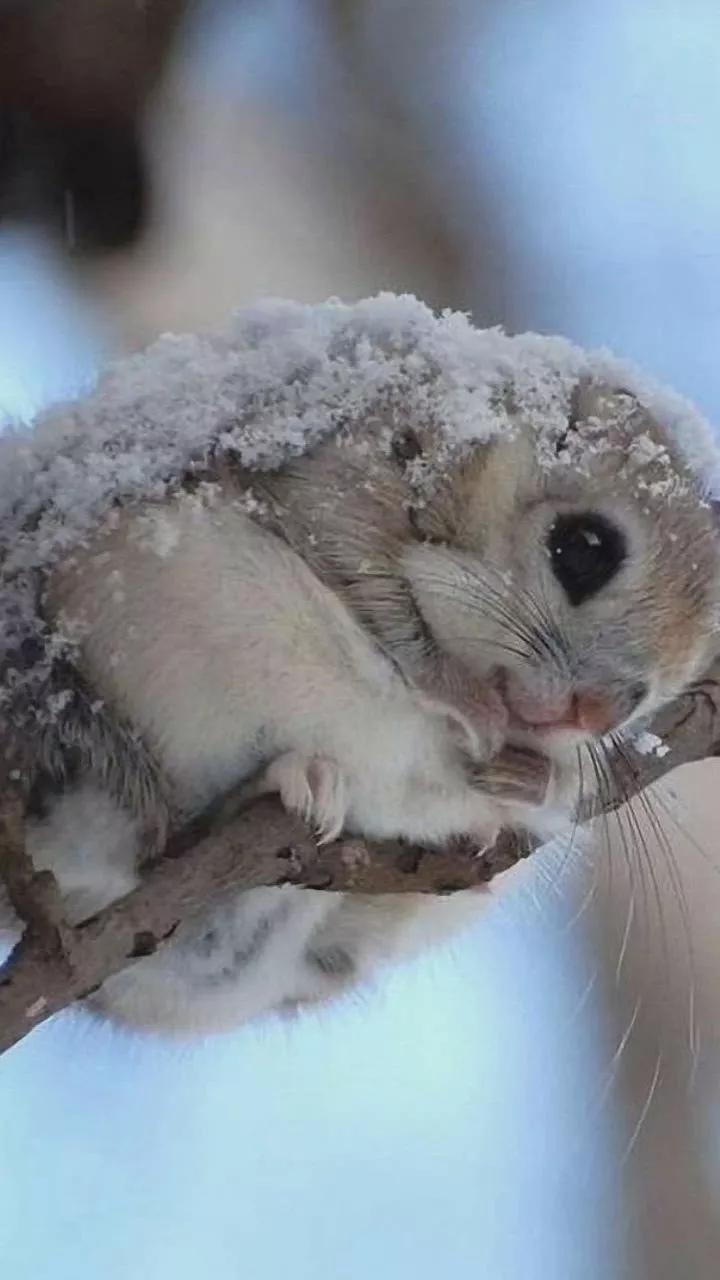 Siberian Flying Squirrel