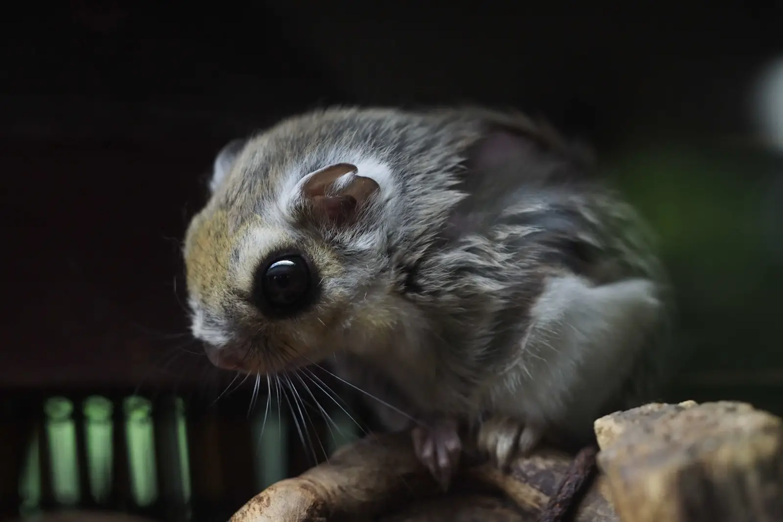 Siberian Flying Squirrel, Diet