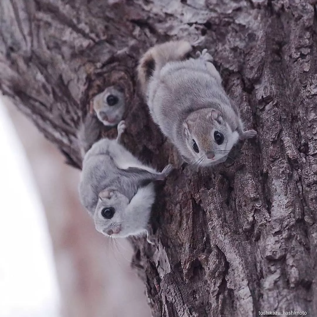 Chonky Siberian flying squirrels
