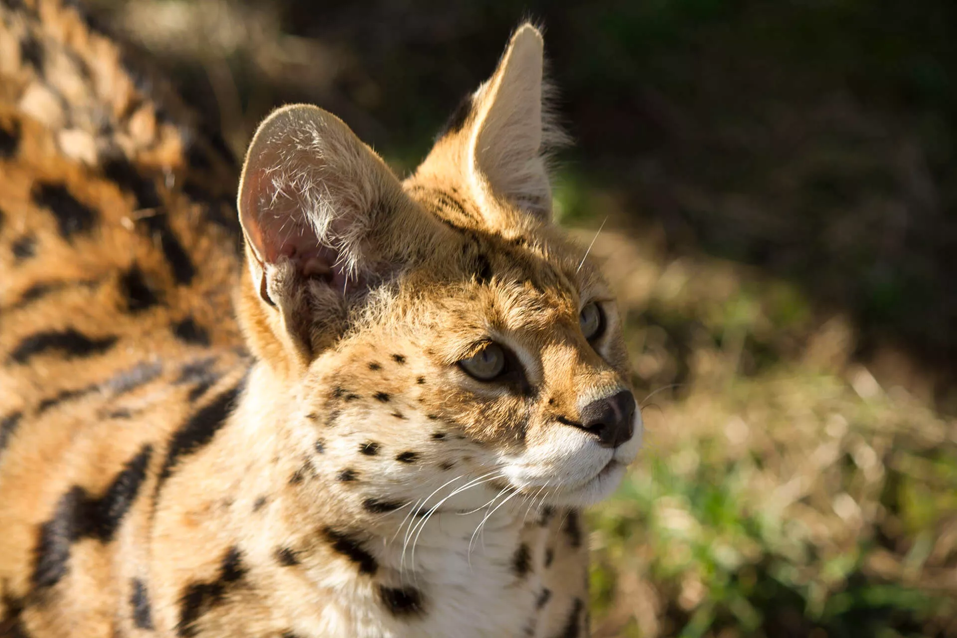 Sam Serval Ridge Sanctuary