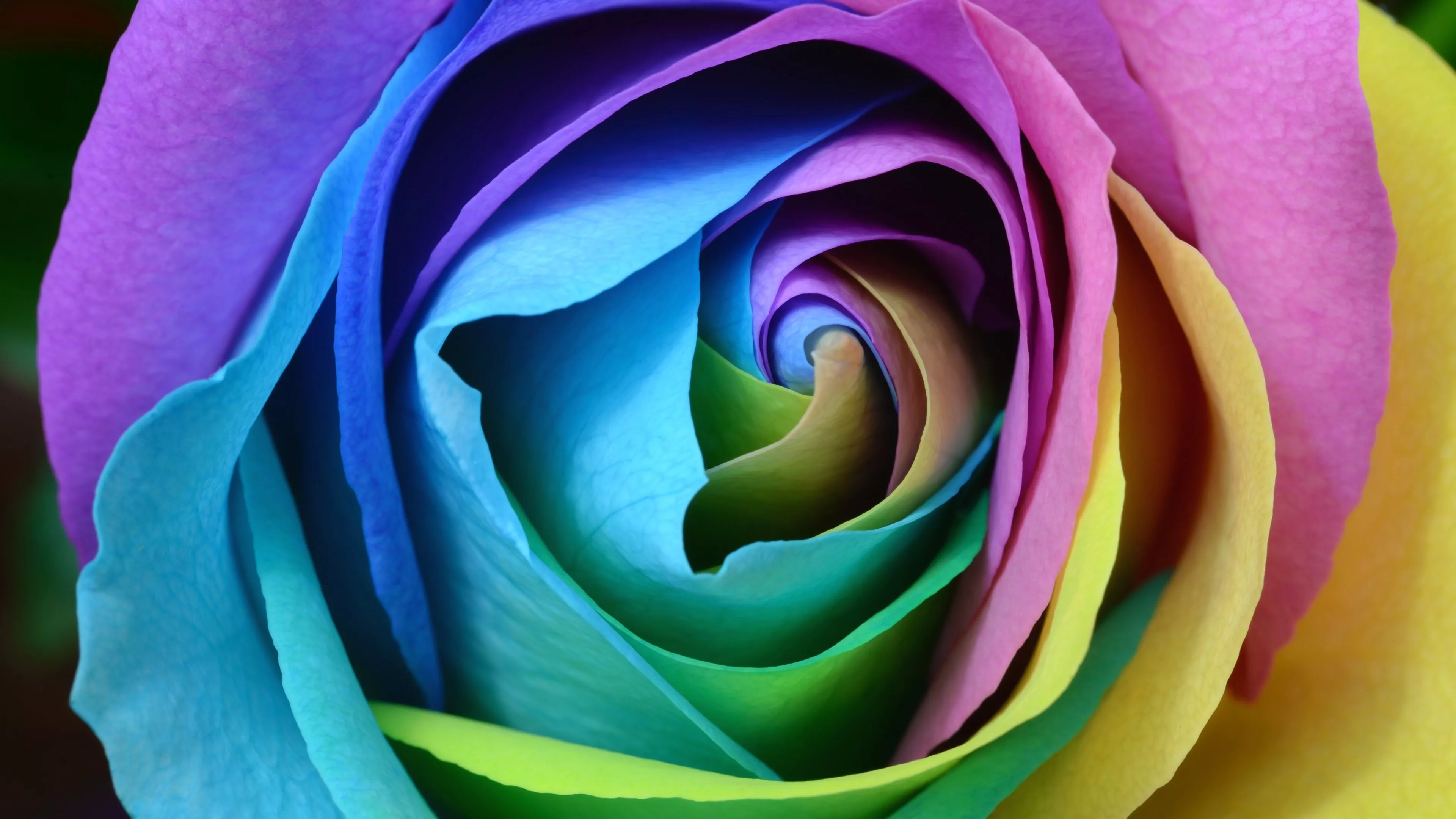 Rose flower Wallpaper 4K, Colorful