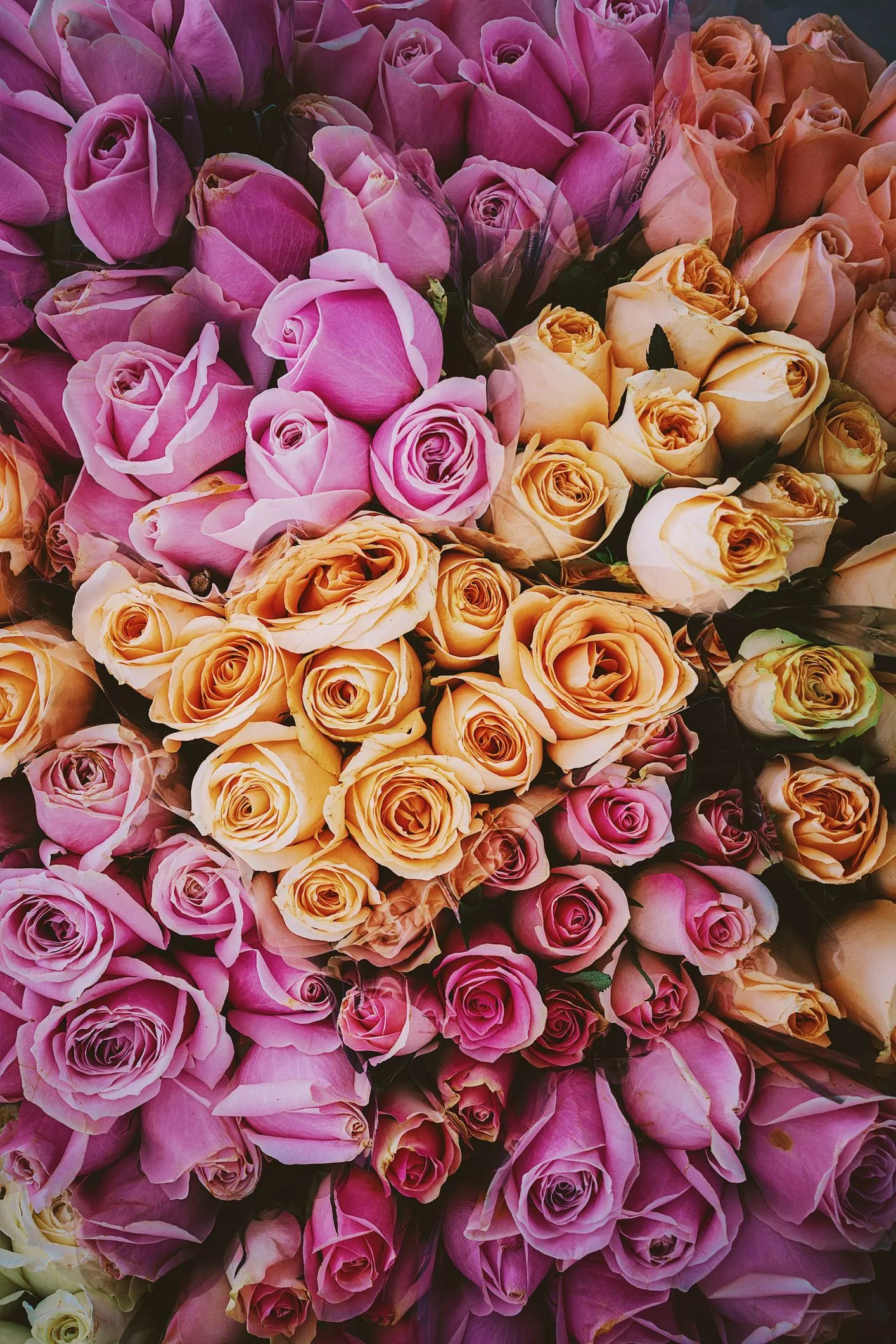 Rose Colors and Meanings to Know