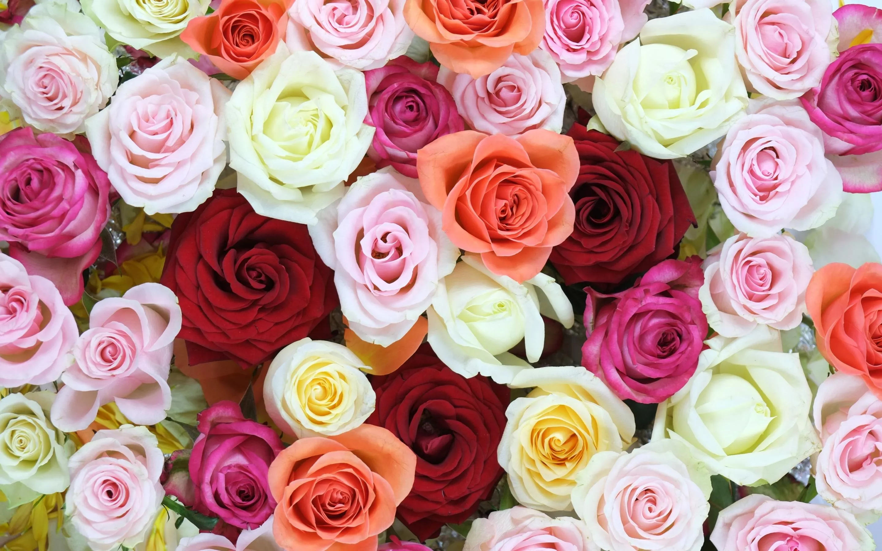 Rose flowers Wallpaper 4K, Multicolor