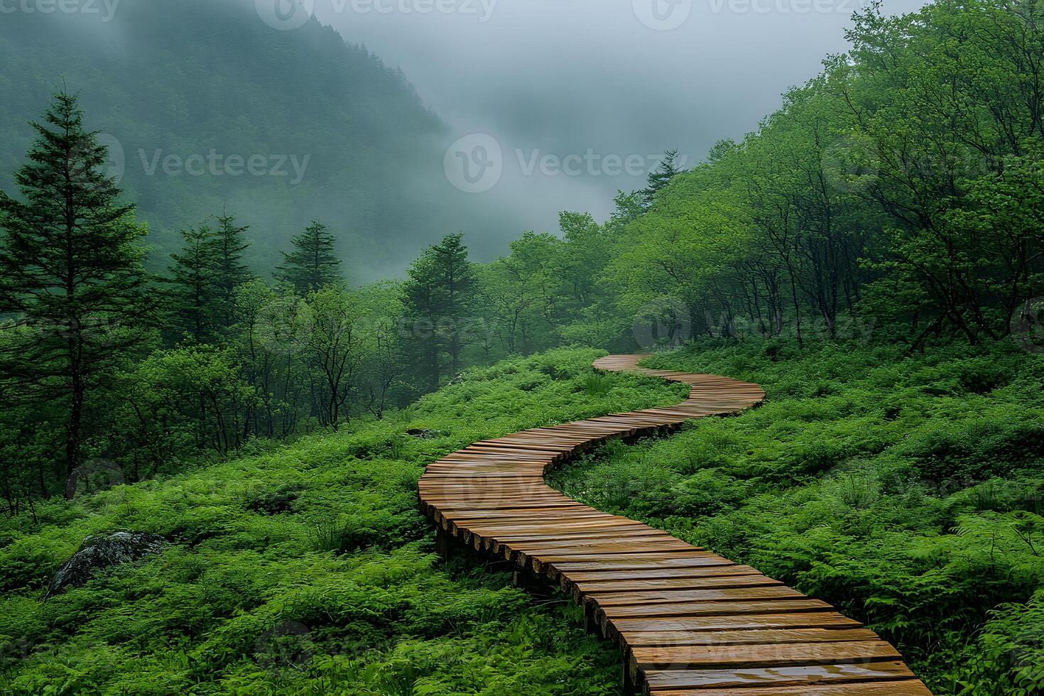 Serene Forest Boardwalk Trail in Misty Mountain Landscape for Nature Prints