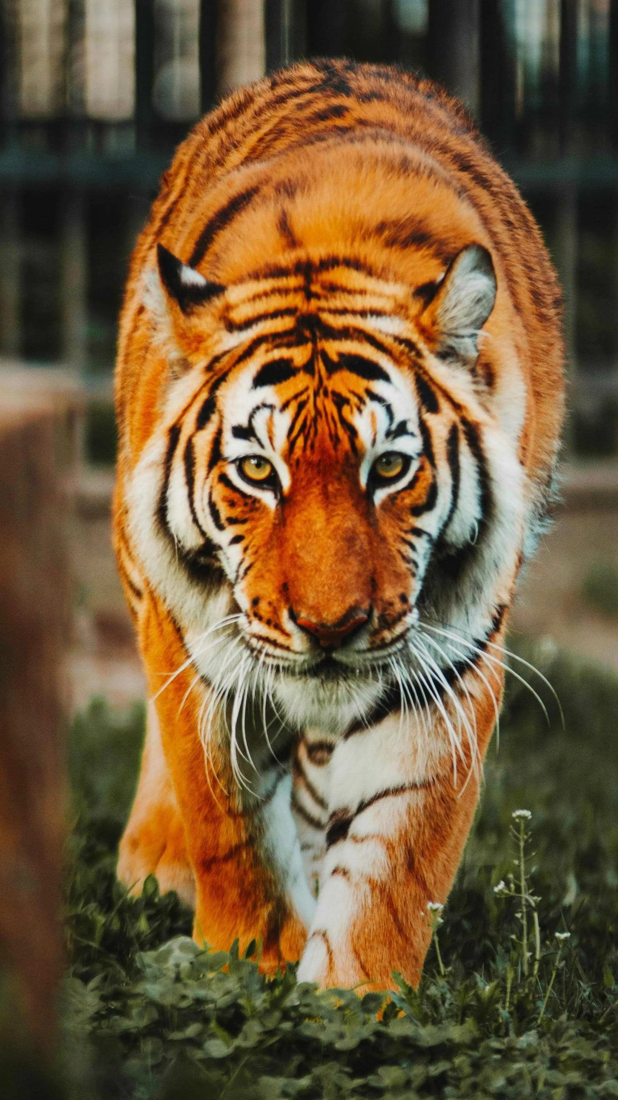 Tiger Wallpaper
