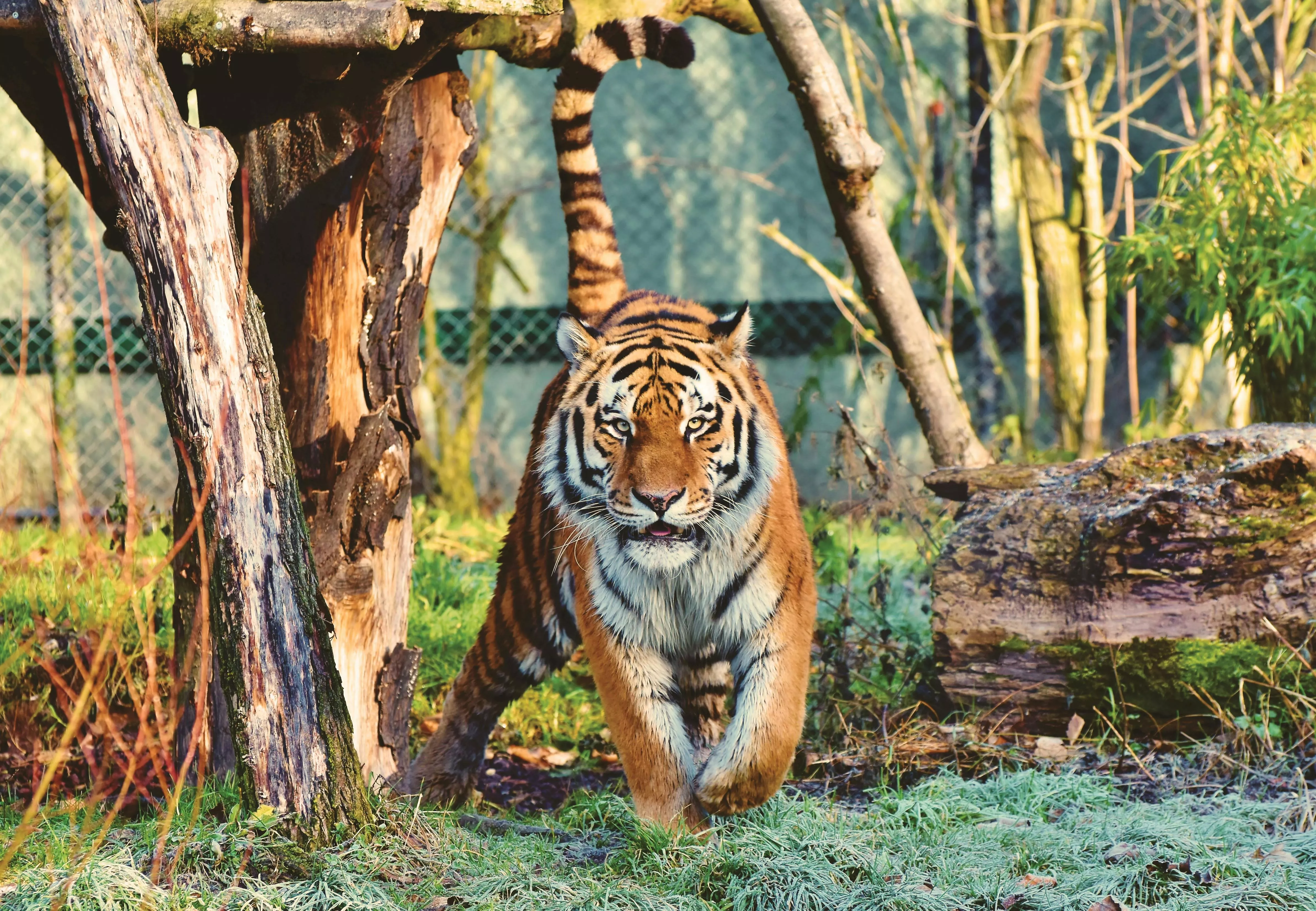 Tigers Photo, Download The BEST Free