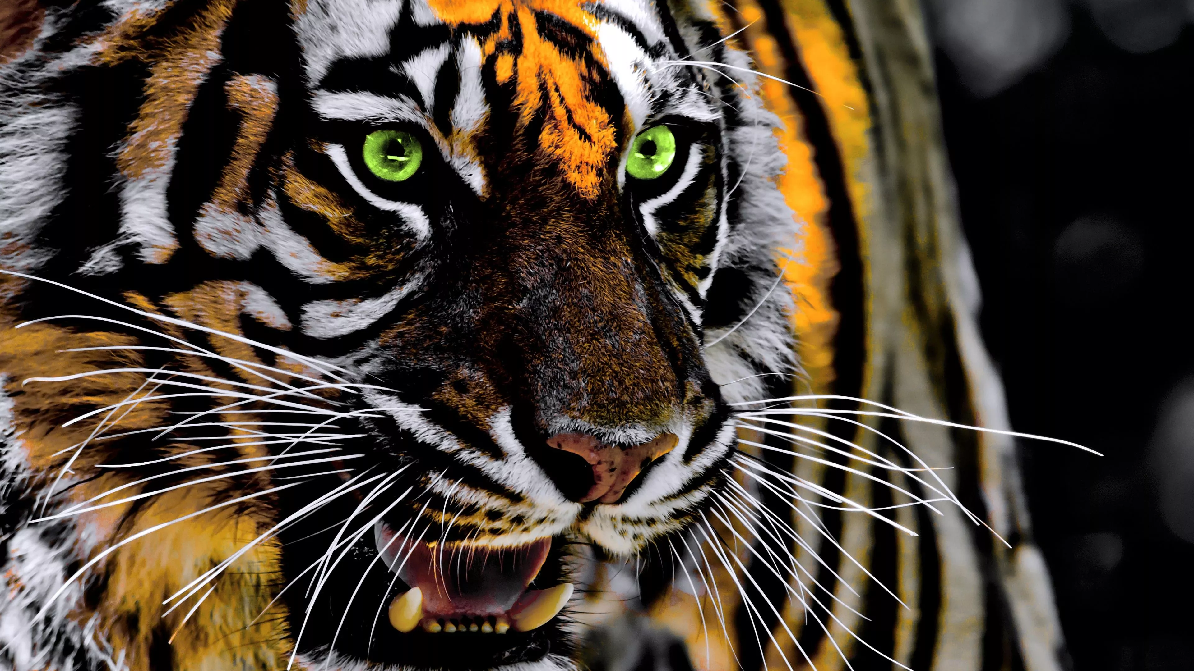 Roaring Tiger 4K Wallpaper. HD