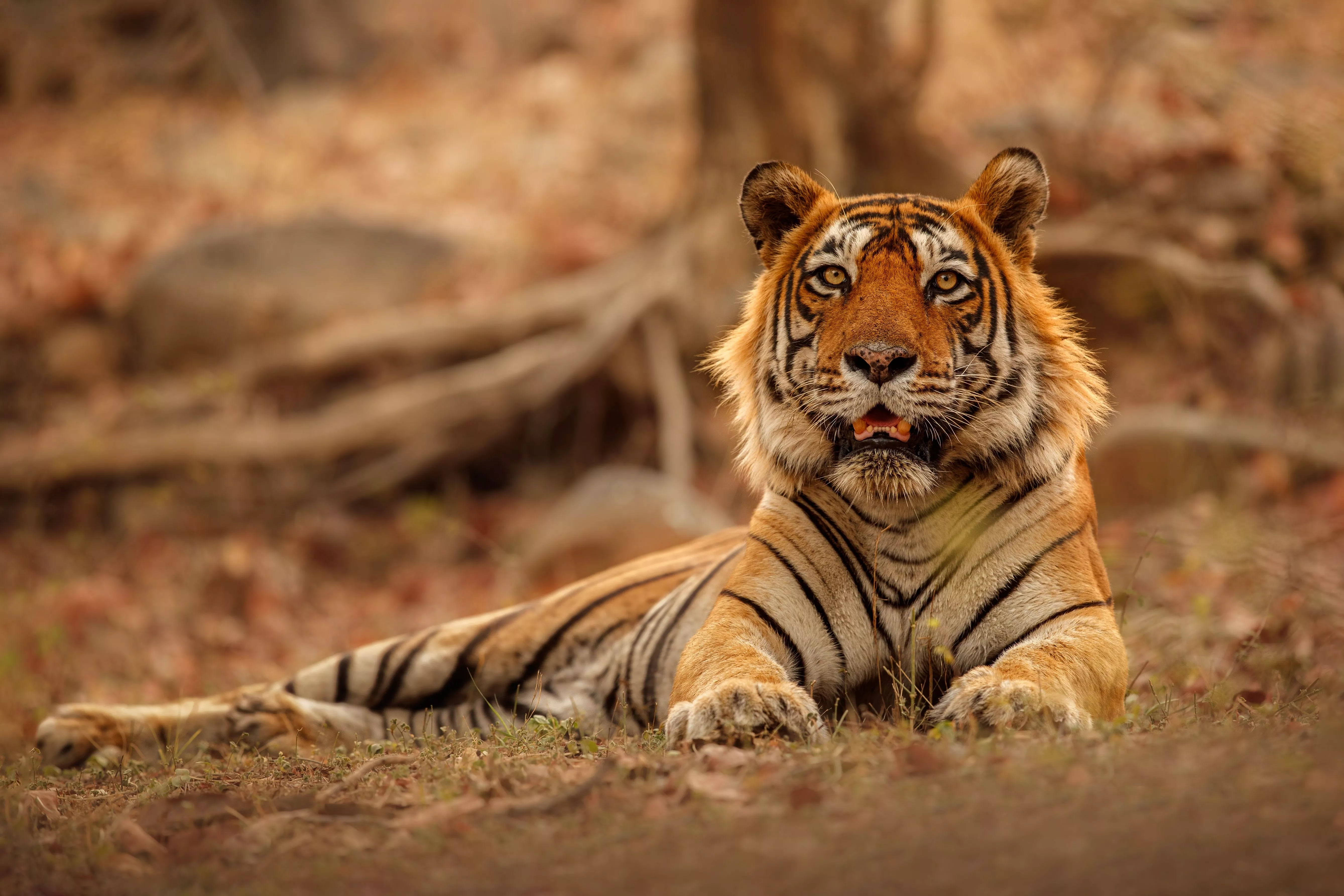 Tiger 4k Photography Wallpaper, HD