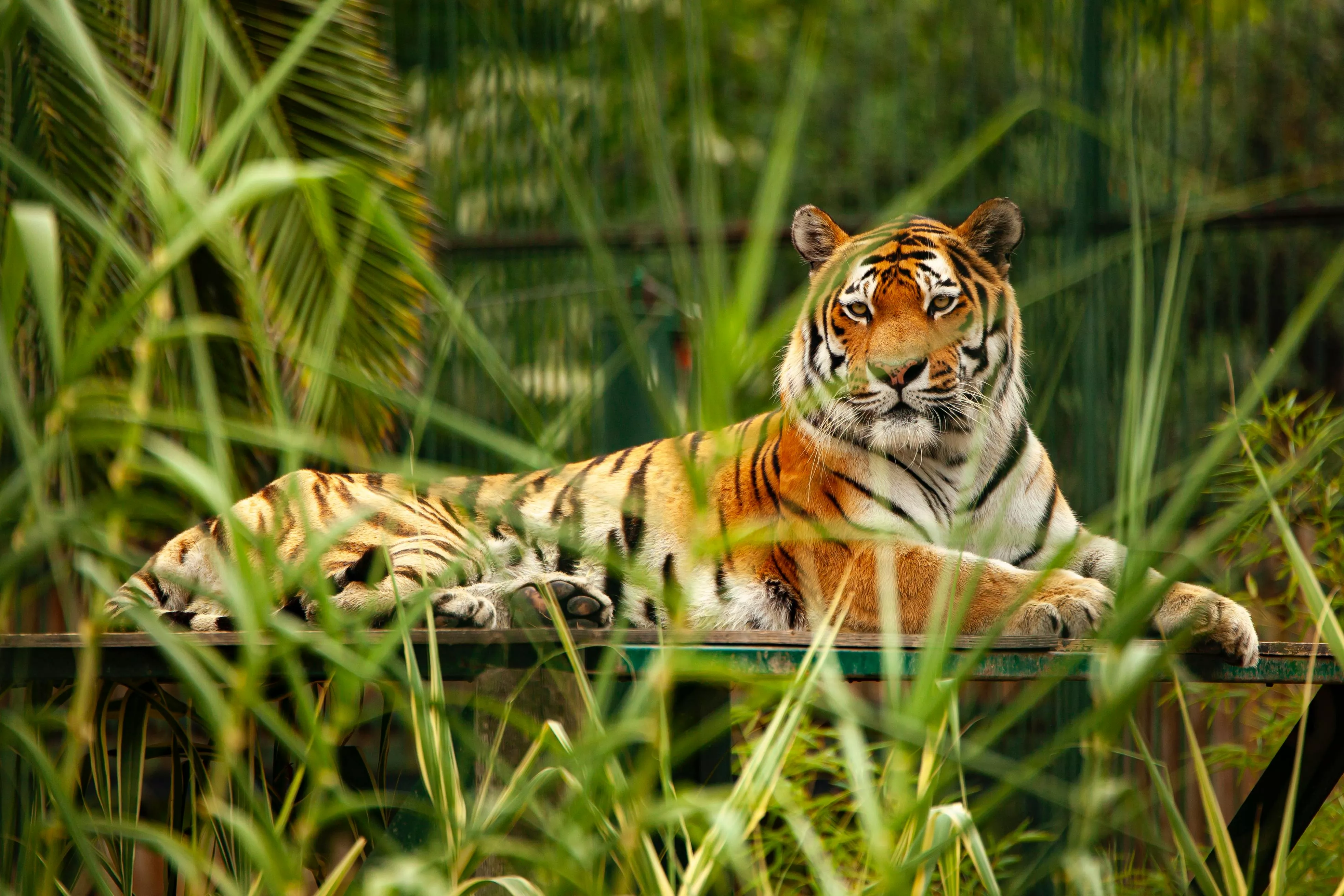Siberian Tiger Photo, Download