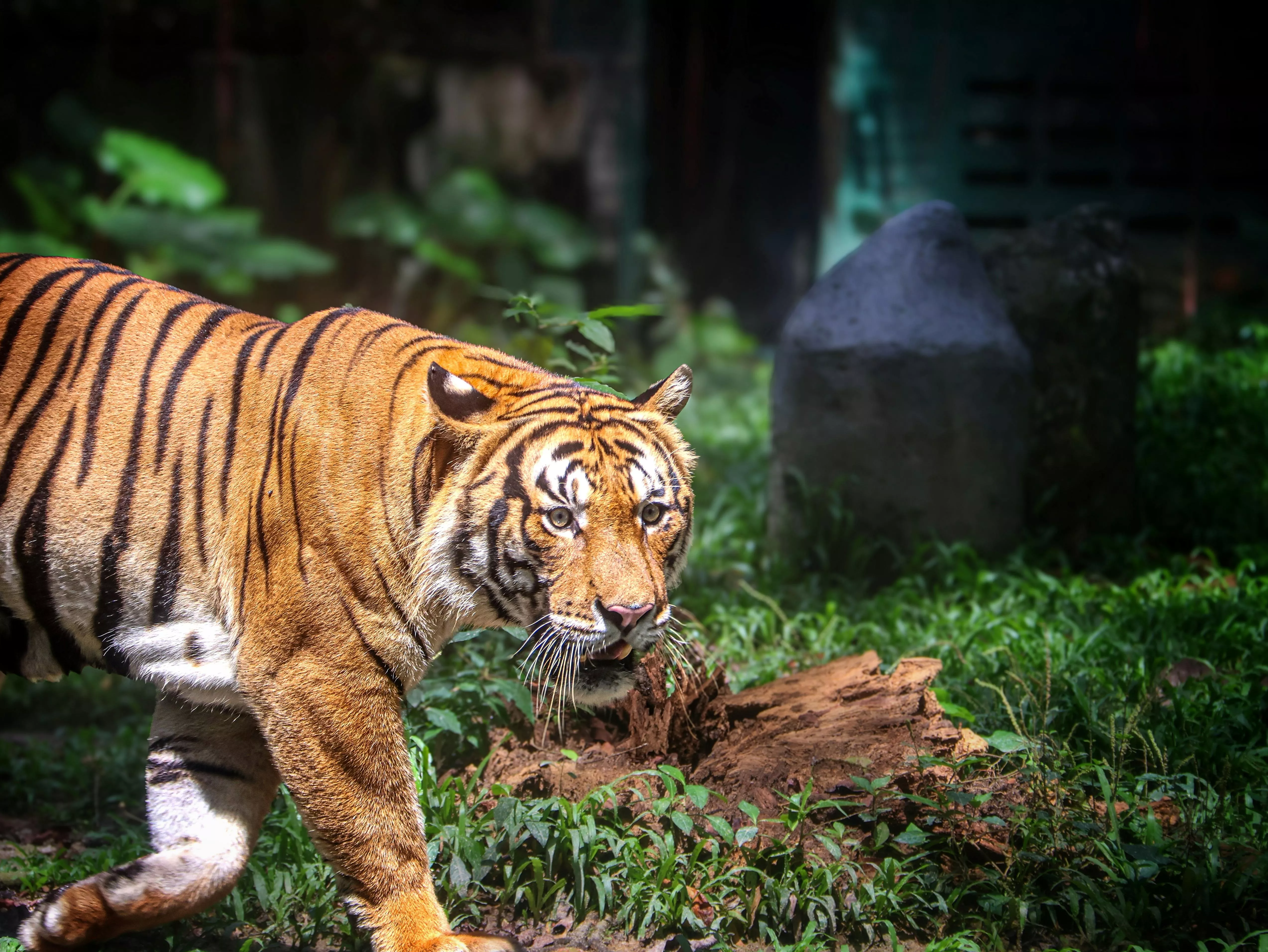 Royal Bengal Tiger Photo, Download