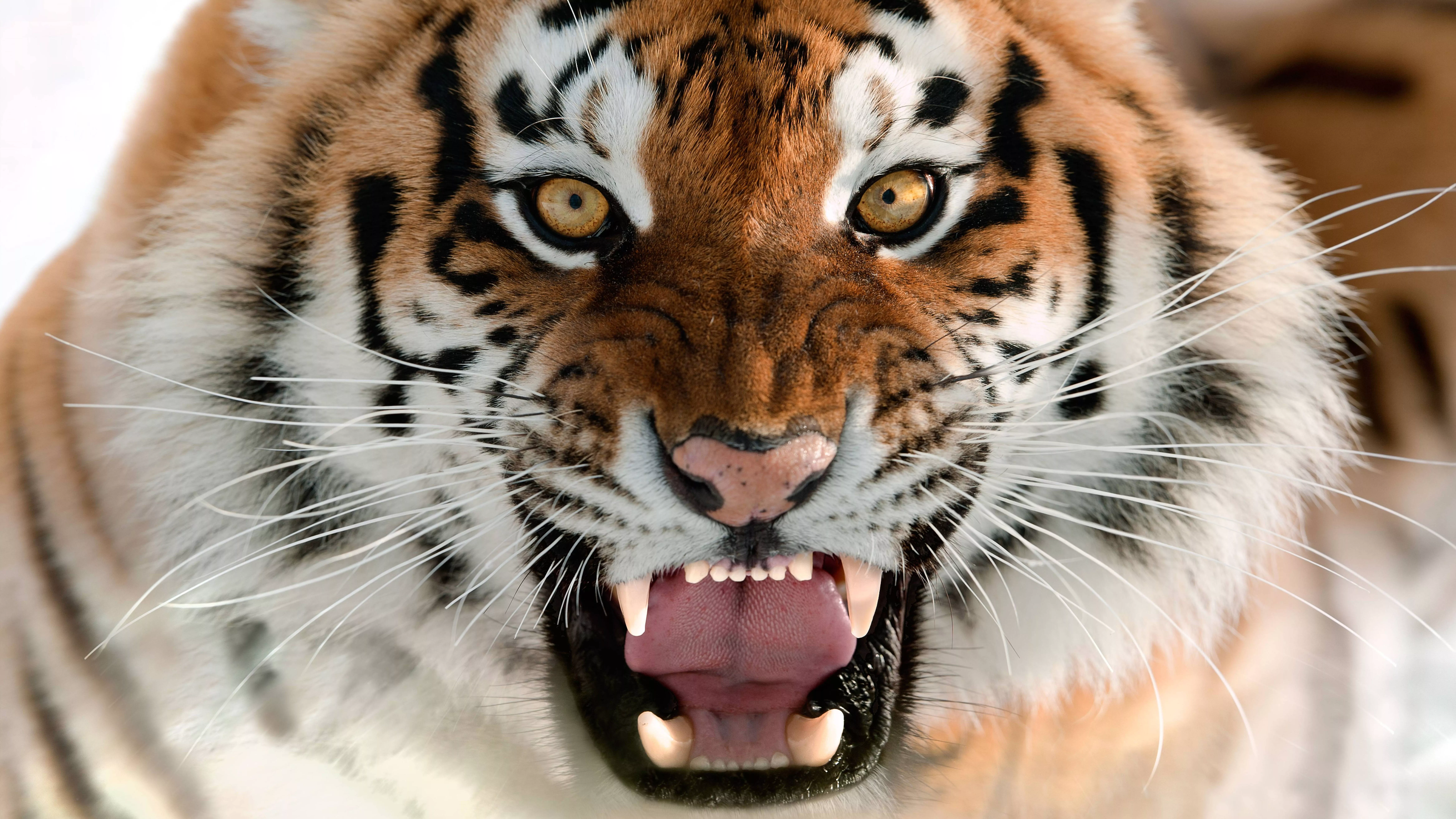 Growling 8K Tiger UHD Wallpaper