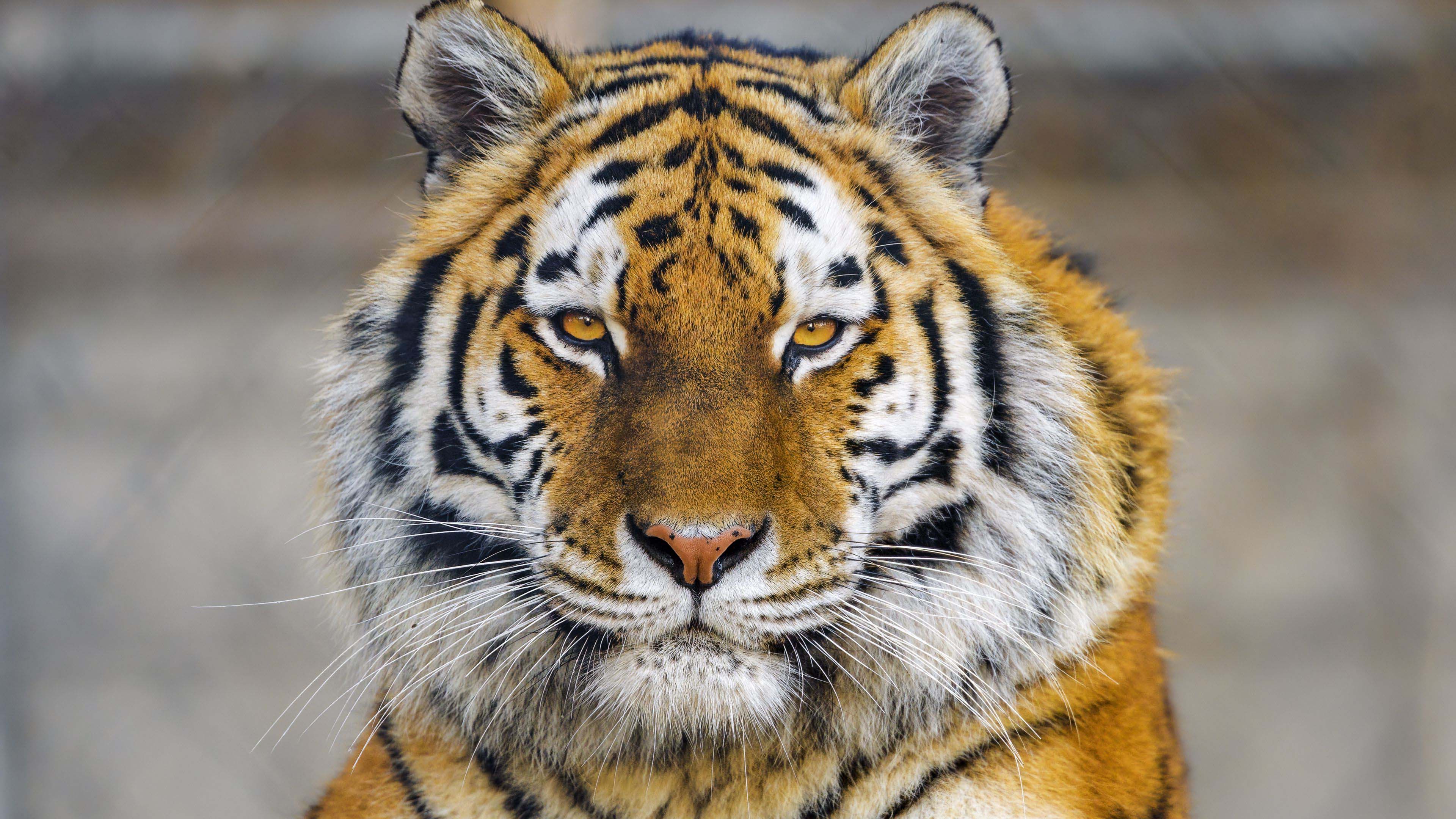 Closeup View Of Tiger Face With Stare