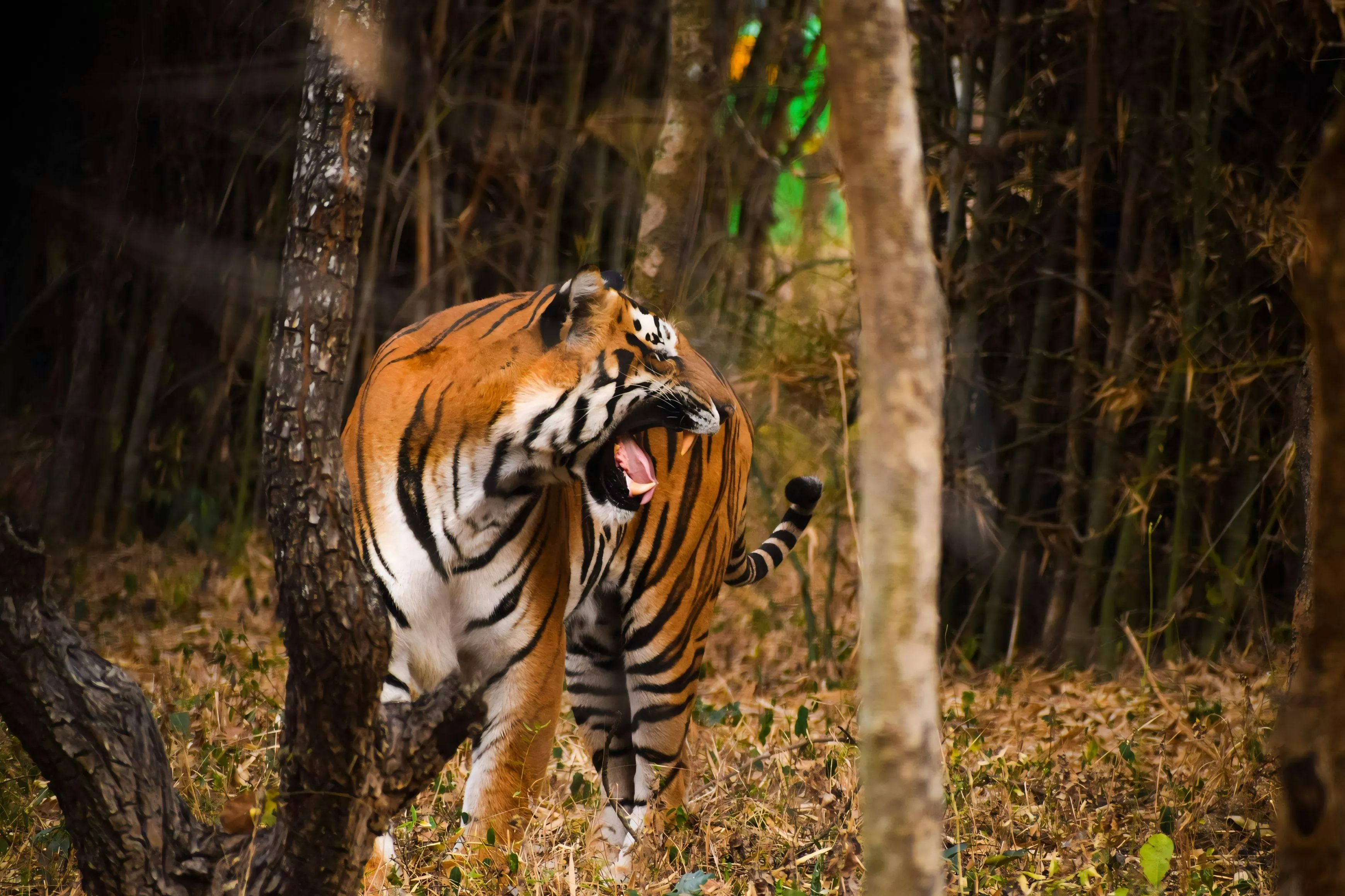 Tiger Roar Photo, Download The BEST
