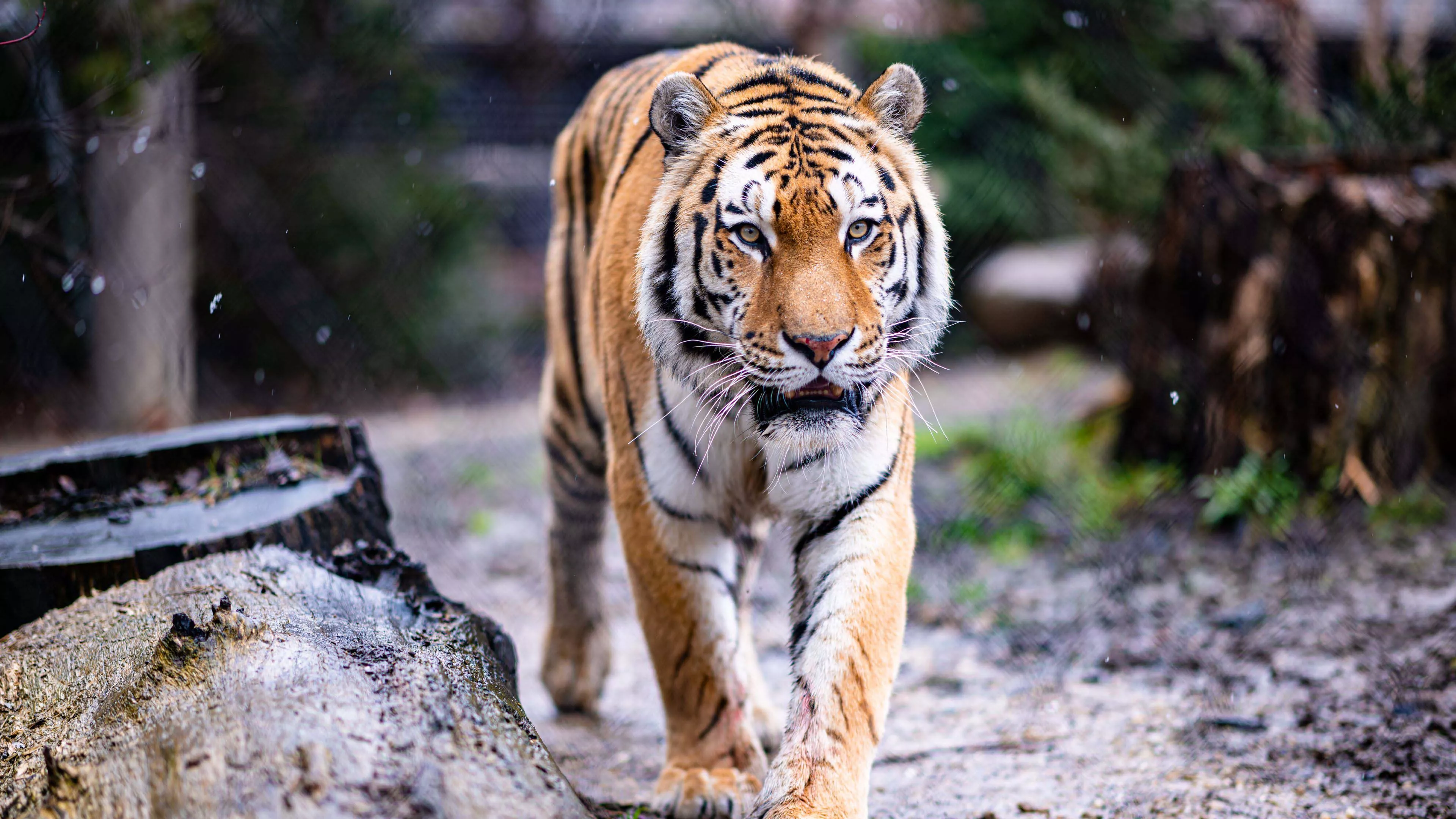 Closeup View Of Tiger Is Walking On