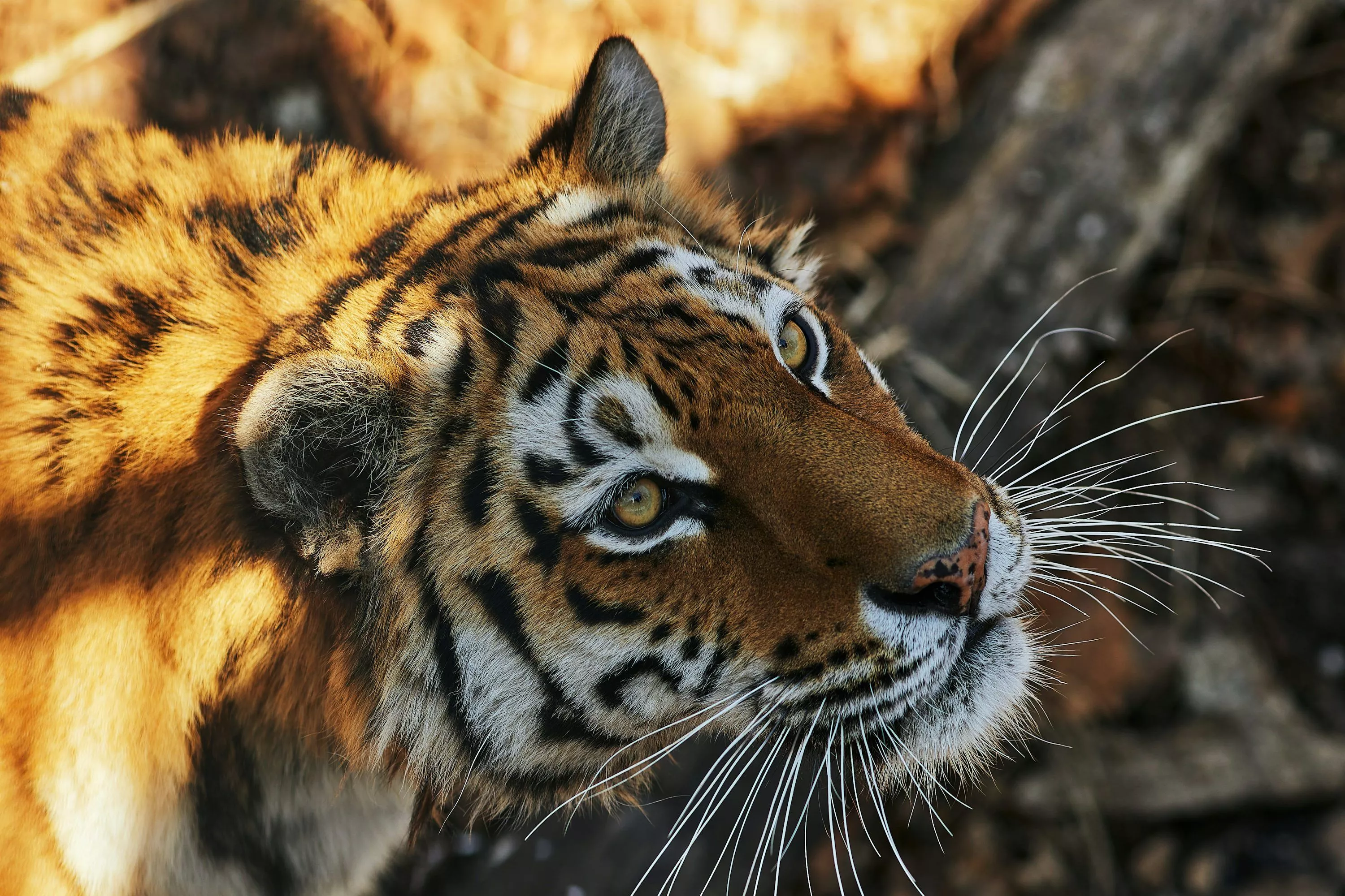 Tiger Face Picture HD