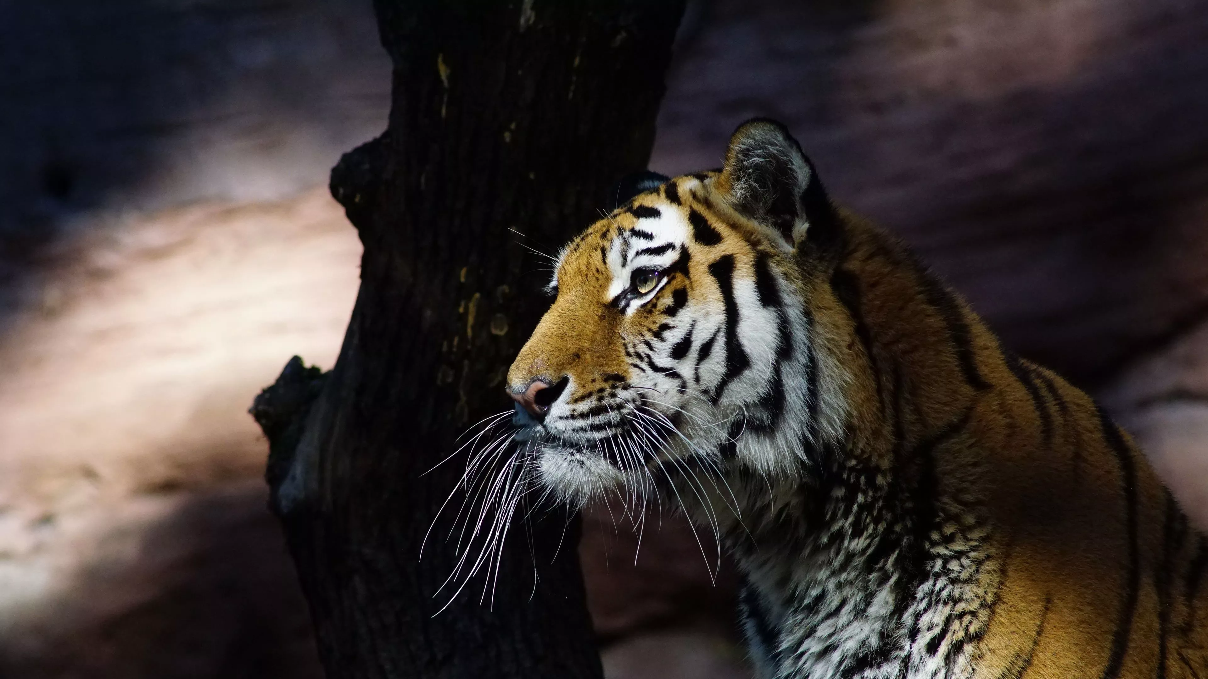 Tiger Glance 4k Wallpaper, HD Animals