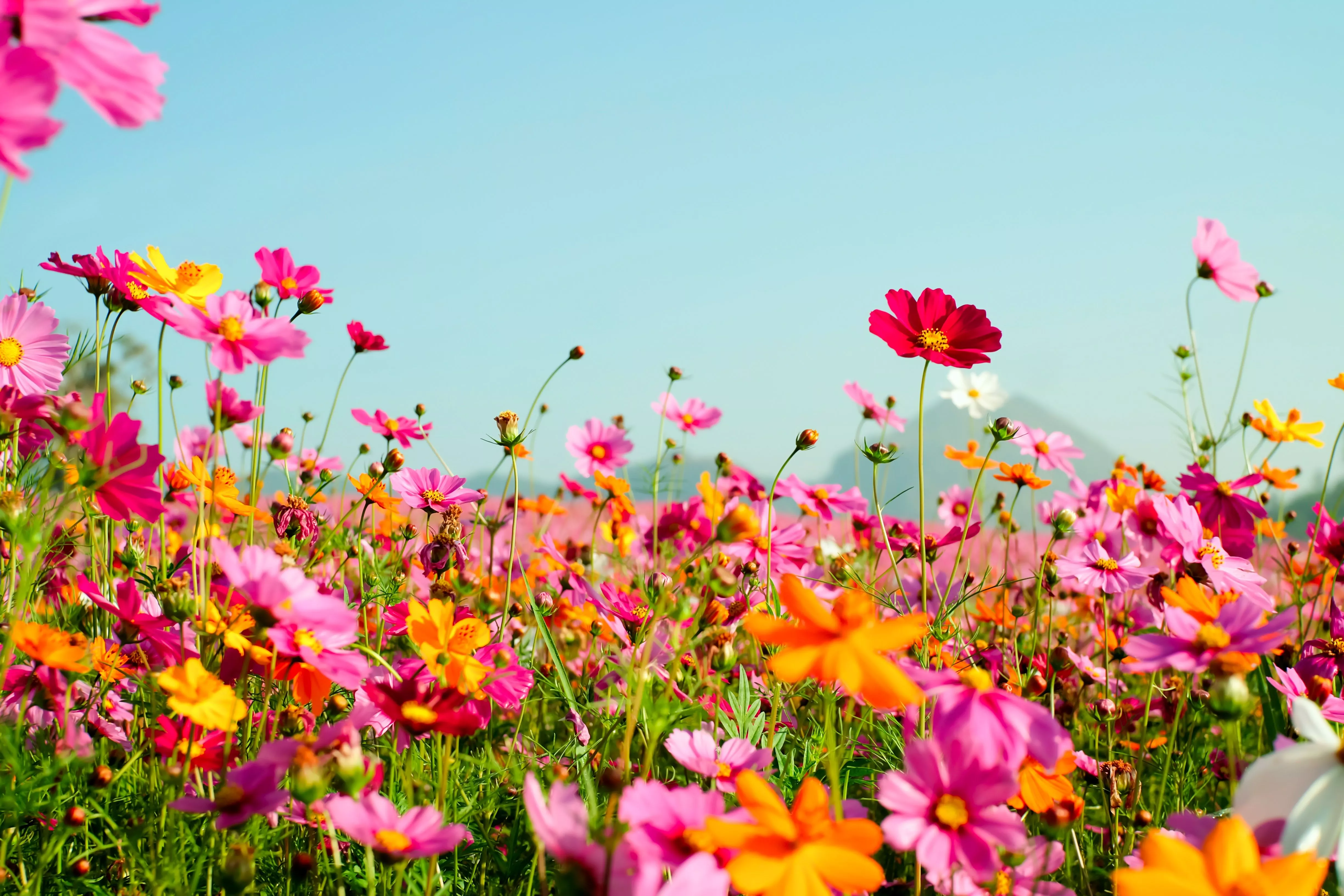 Download Pink Flower Orange Flower Meadow Flower Summer Nature 4k Ultra HD Wallpaper