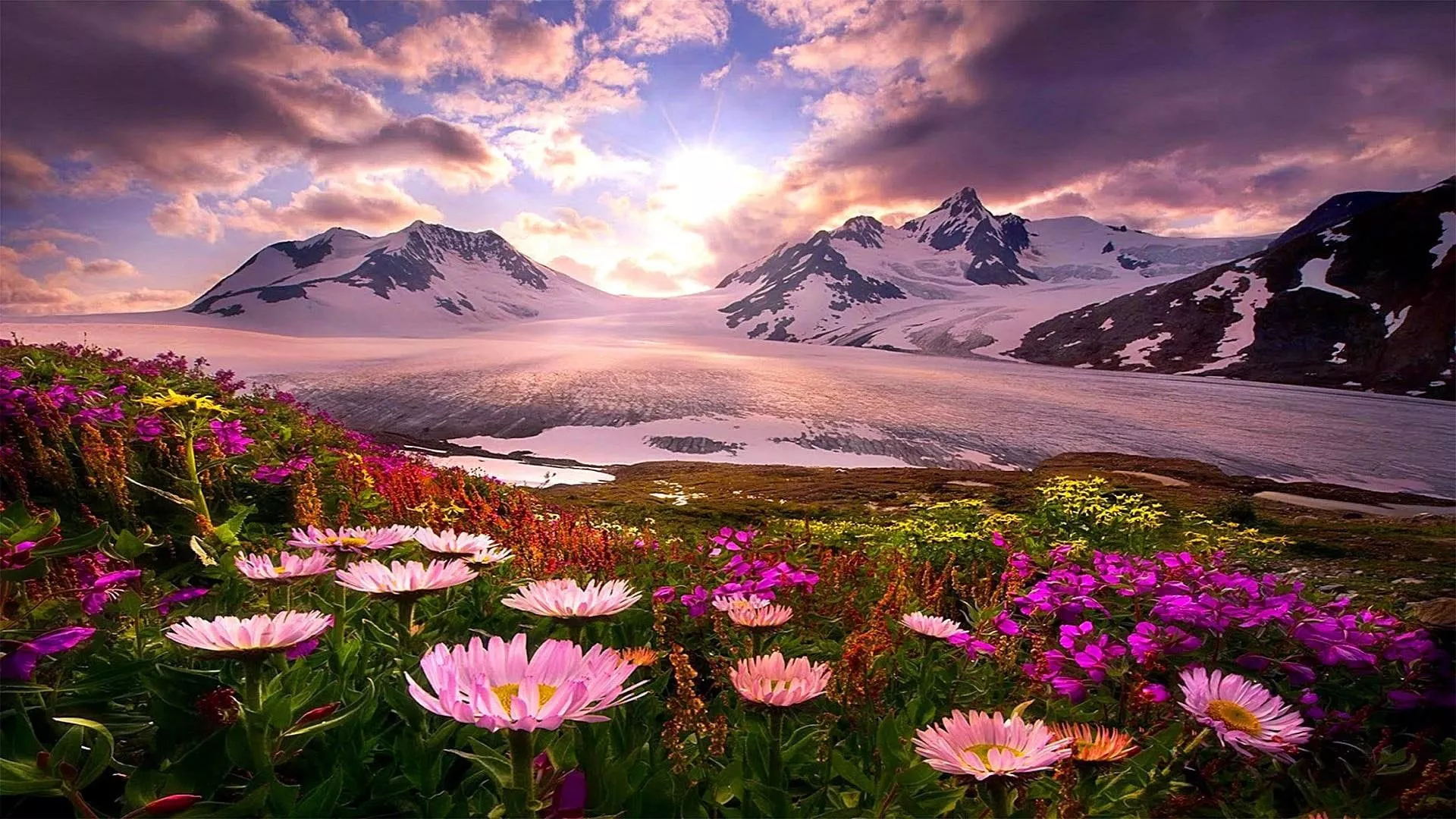 Colorful Flowers In White Covered