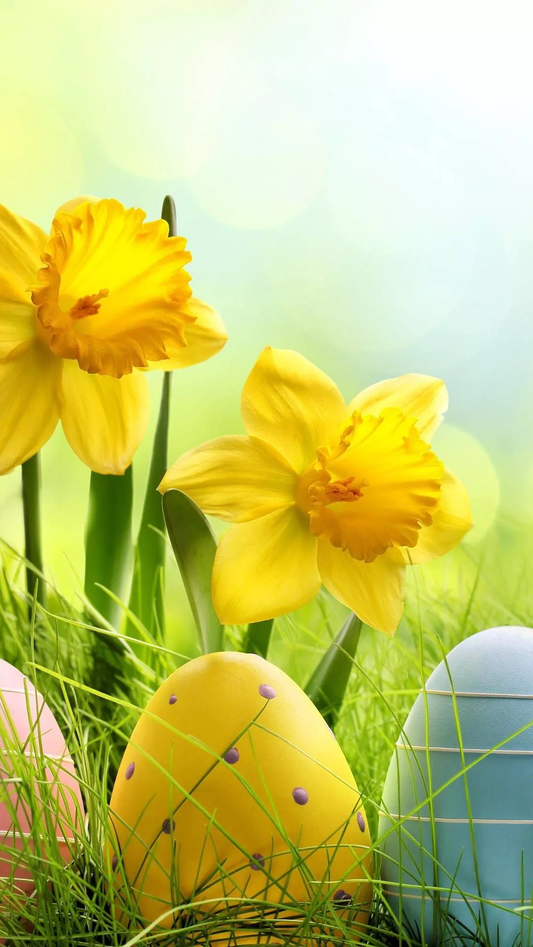 Easter Daffodils iPhone Photo Wallpaper