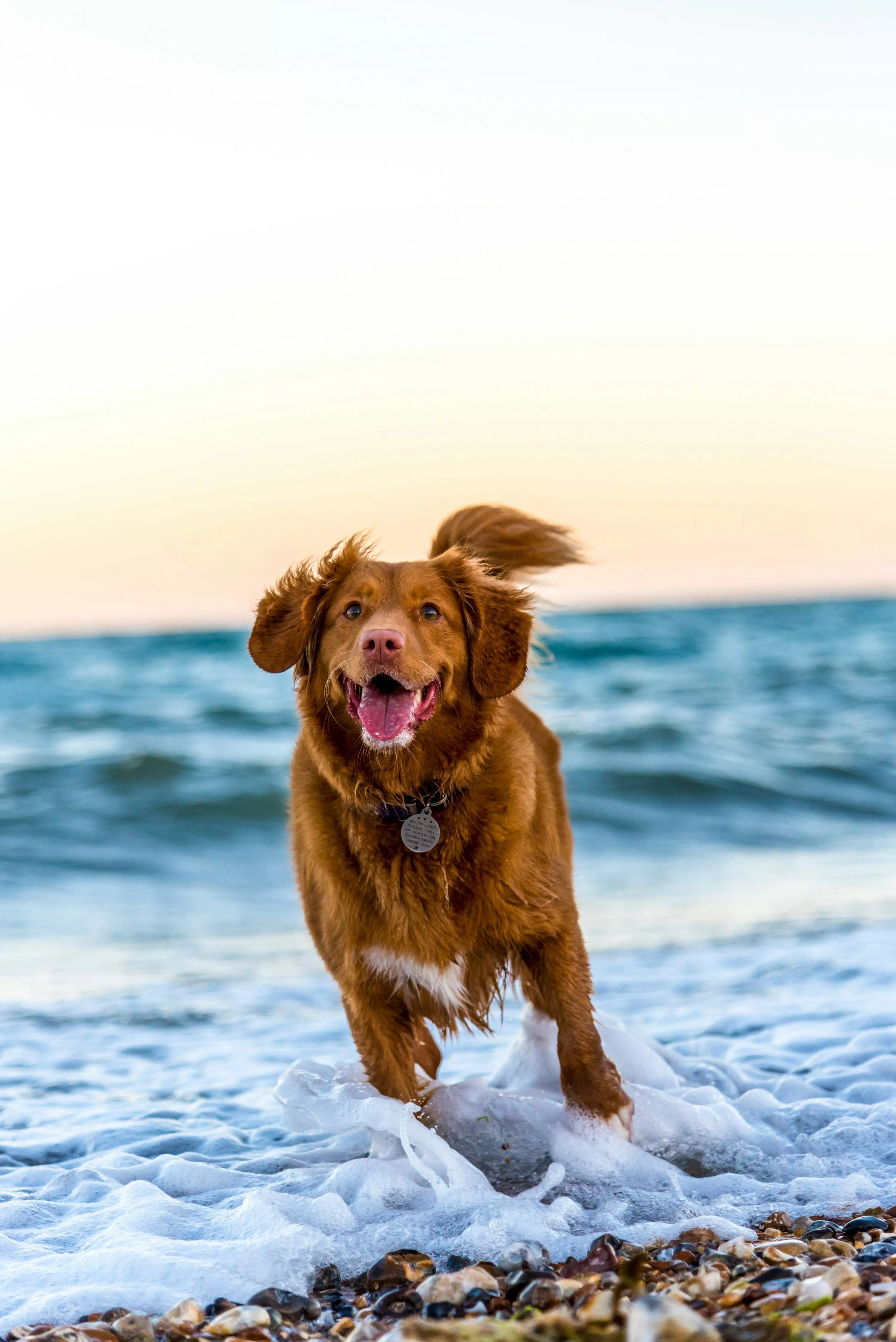 Running Dog Picture. Download Free
