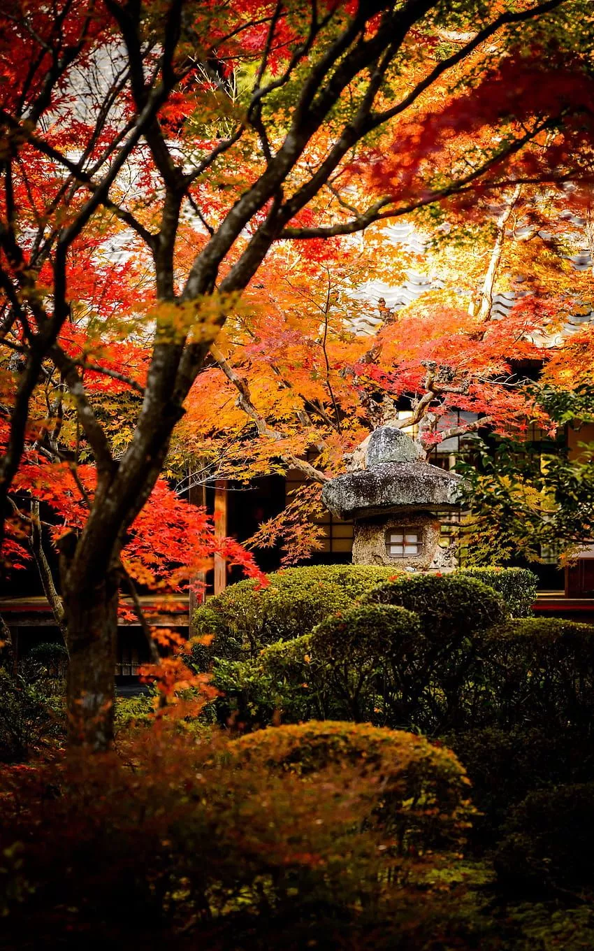 Japanese Portrait, autumn vertical HD