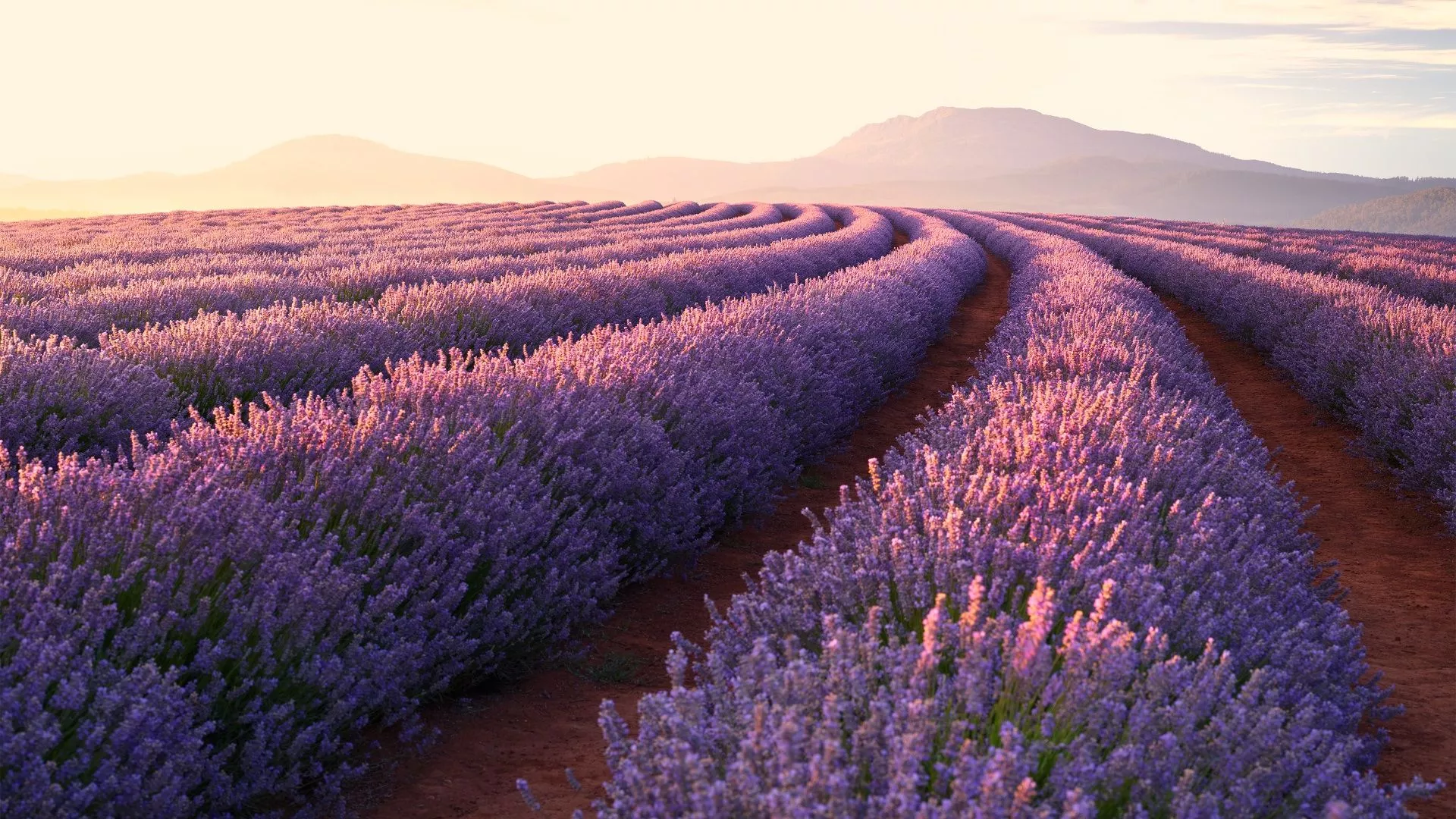 Wallpaper 4K, Lavender flowers, Sunrise