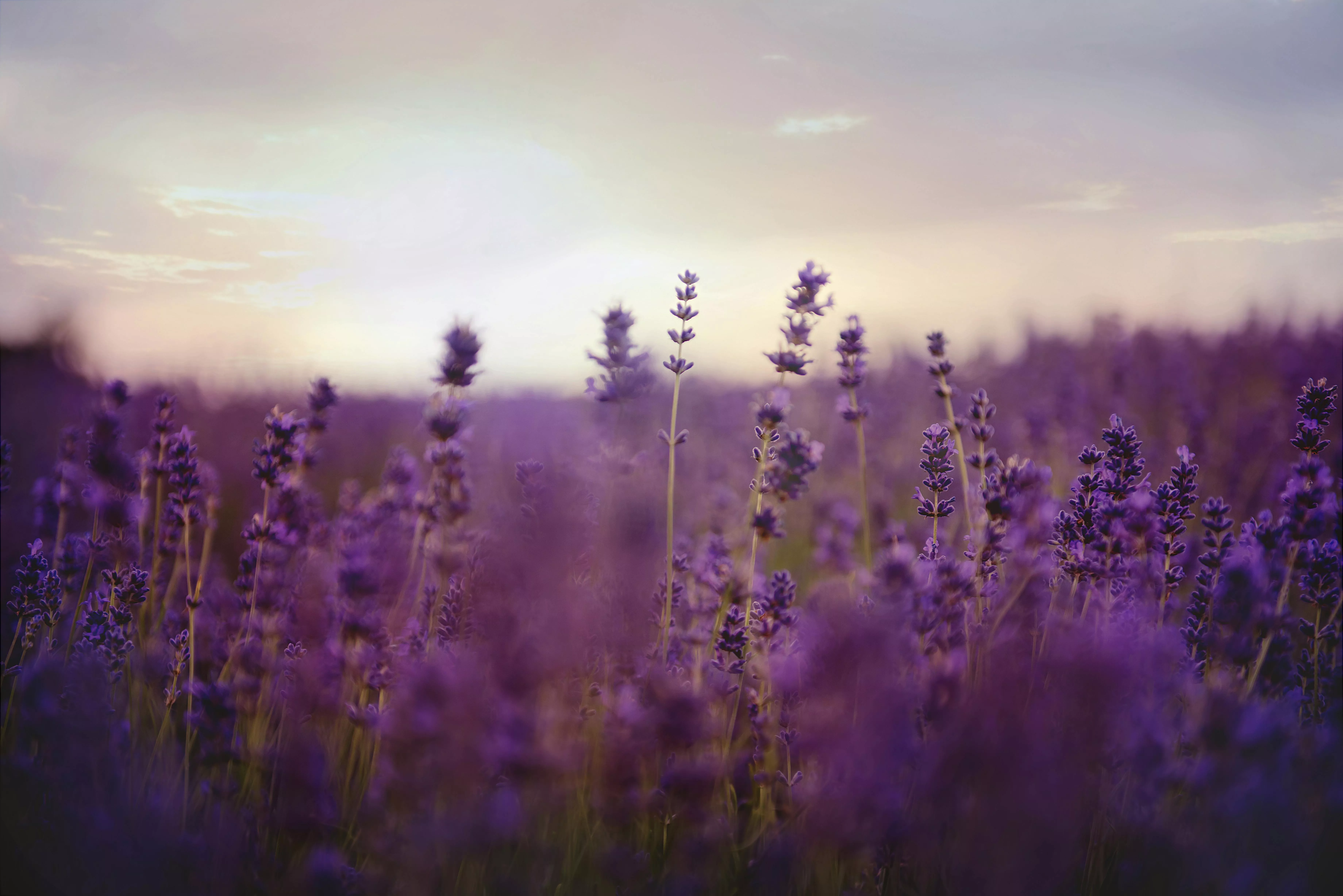 Lavender Background Photo, Download