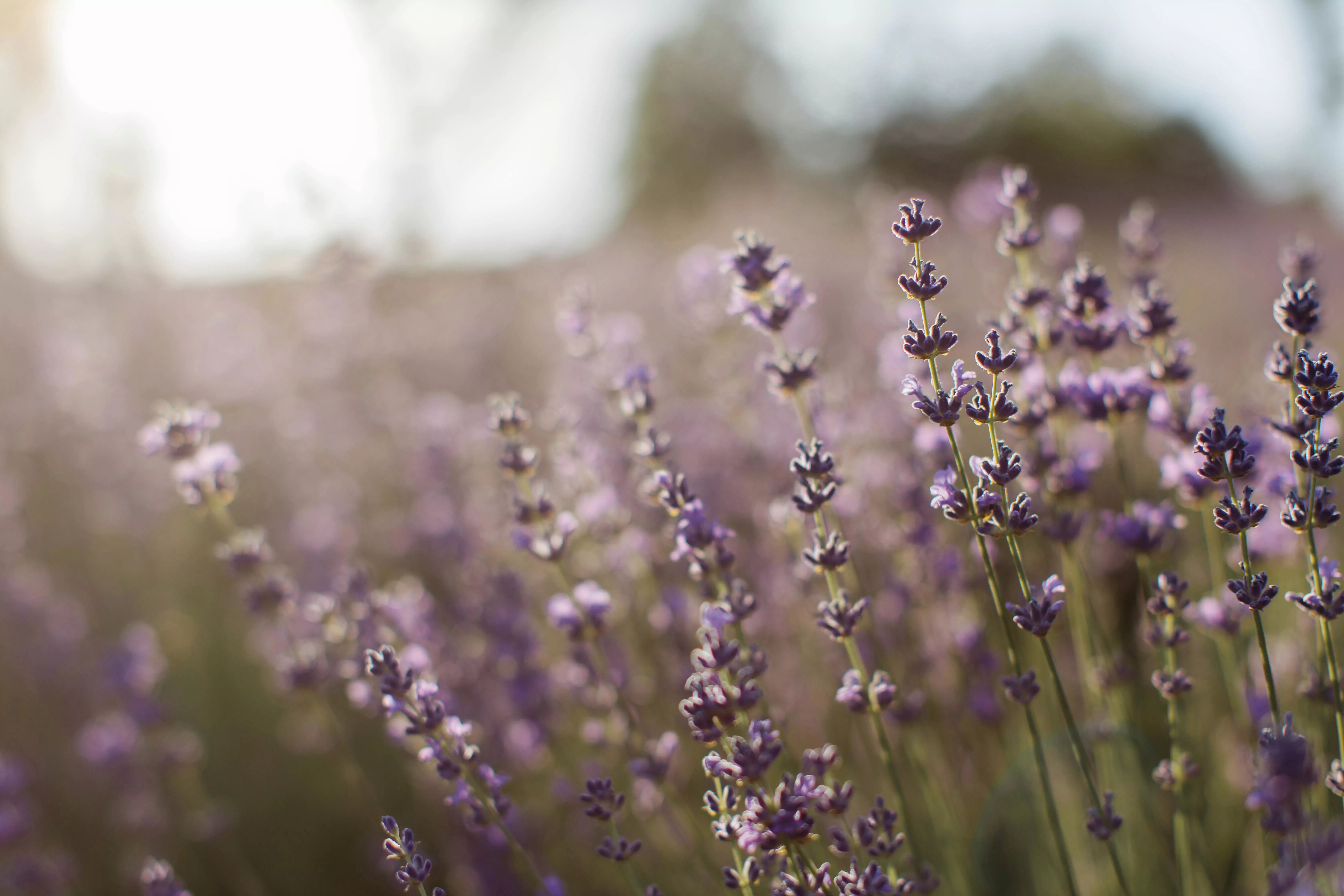 Lavender Background Photo, Download