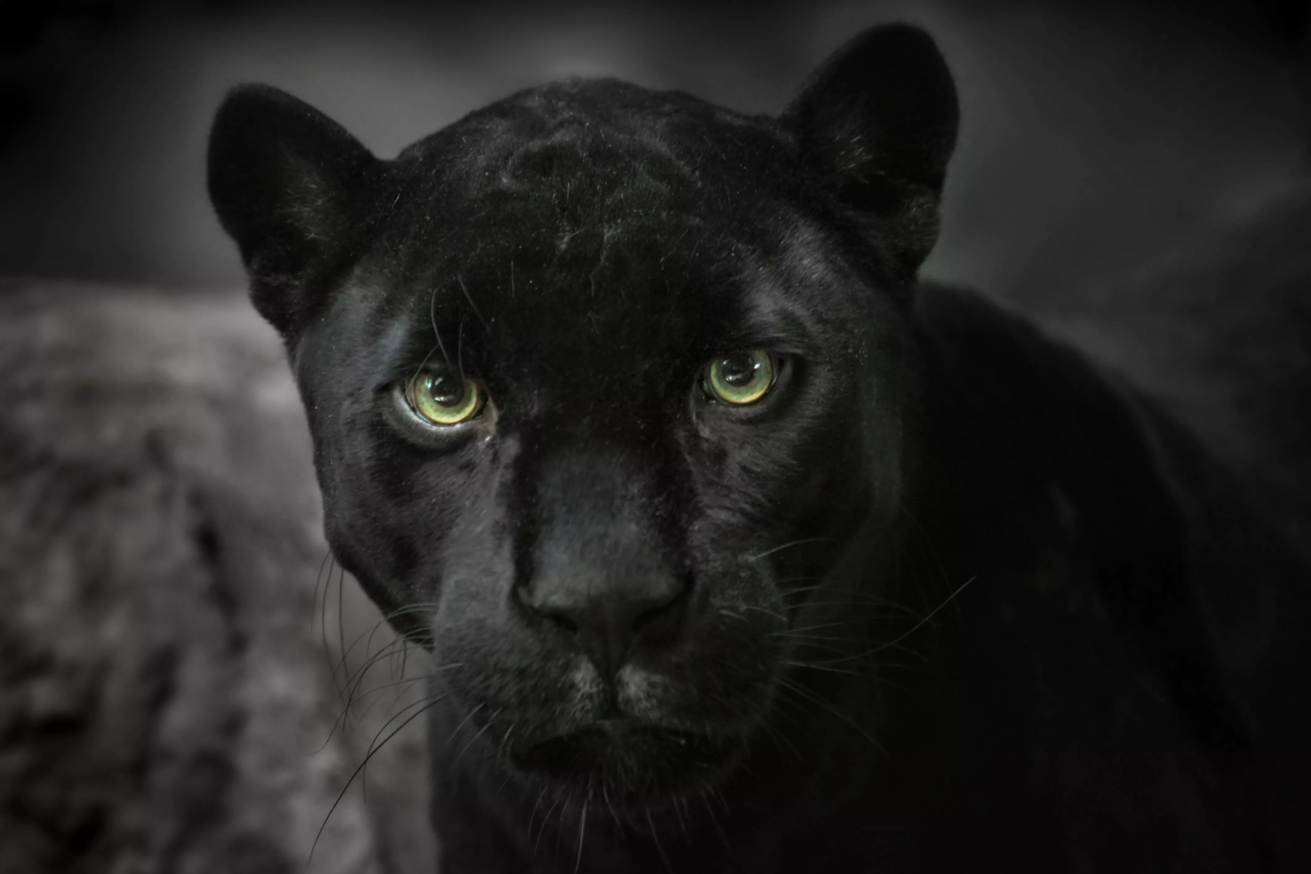 Animal Black Panther 4k Ultra HD Wallpaper