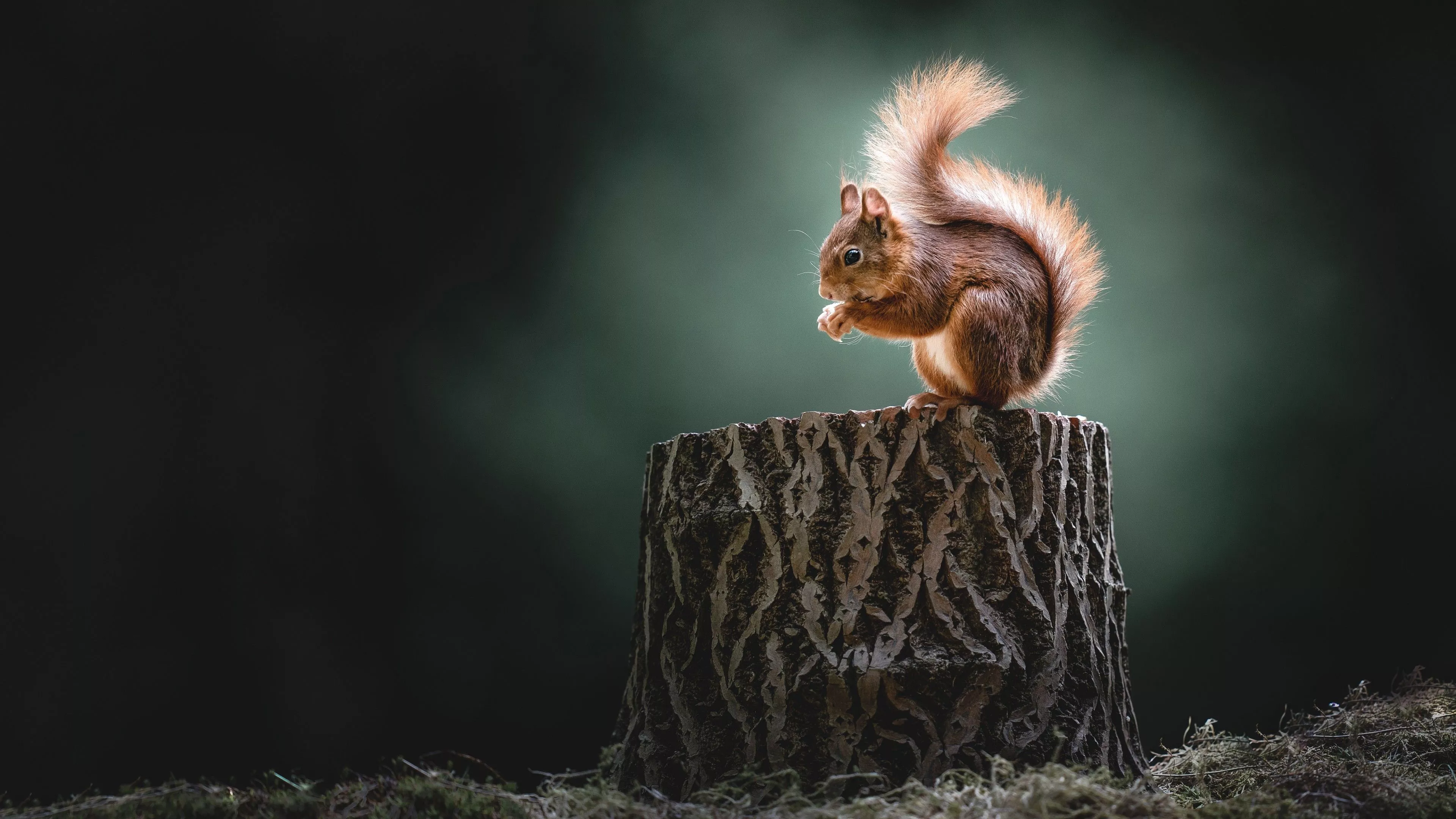 Animal Squirrel 4K 5K HD Animals