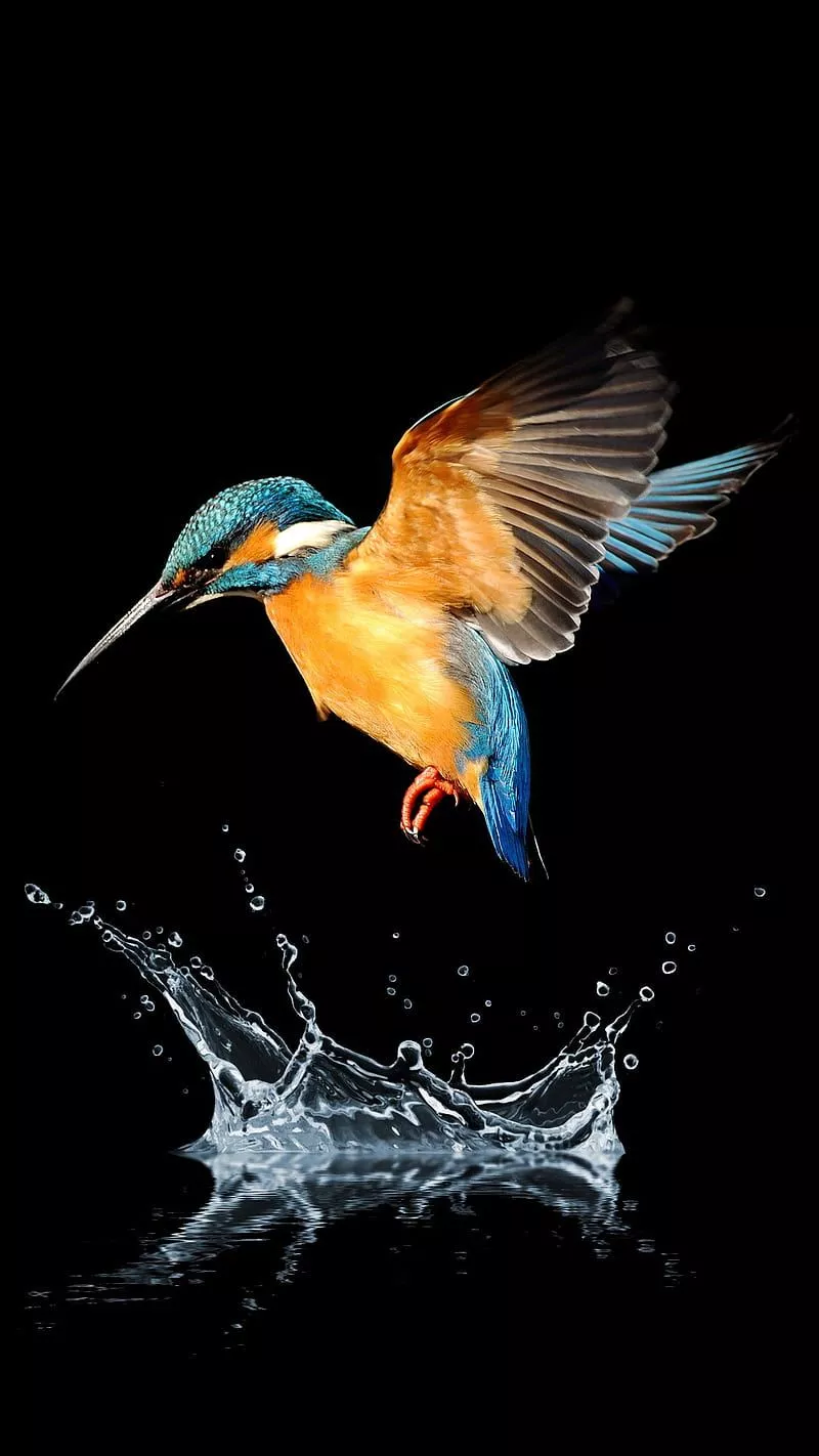 HUMMINGBIRD, animals, bird, birds, humming, nature, HD phone wallpaper