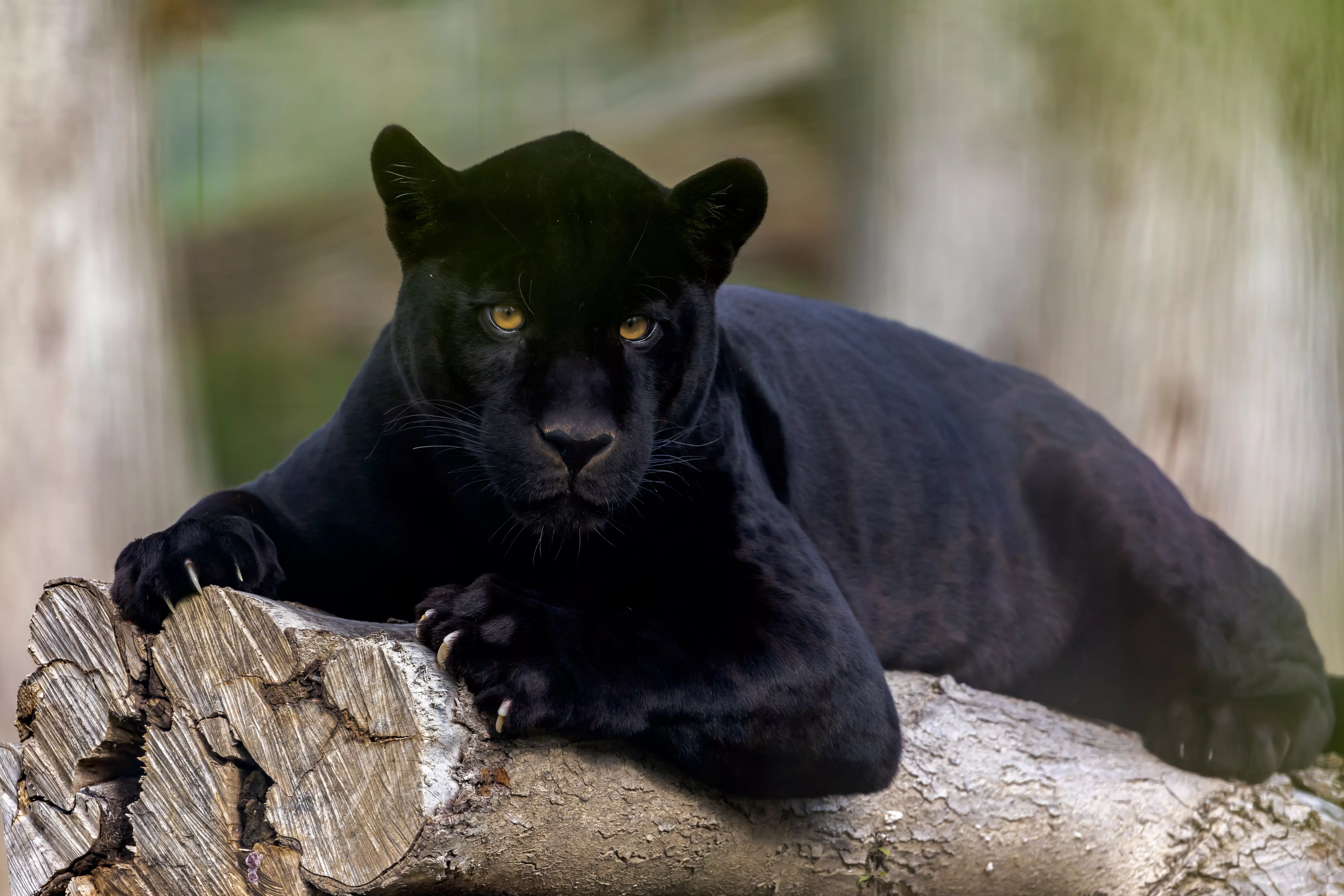 Animal Black Panther 4k Ultra HD Wallpaper