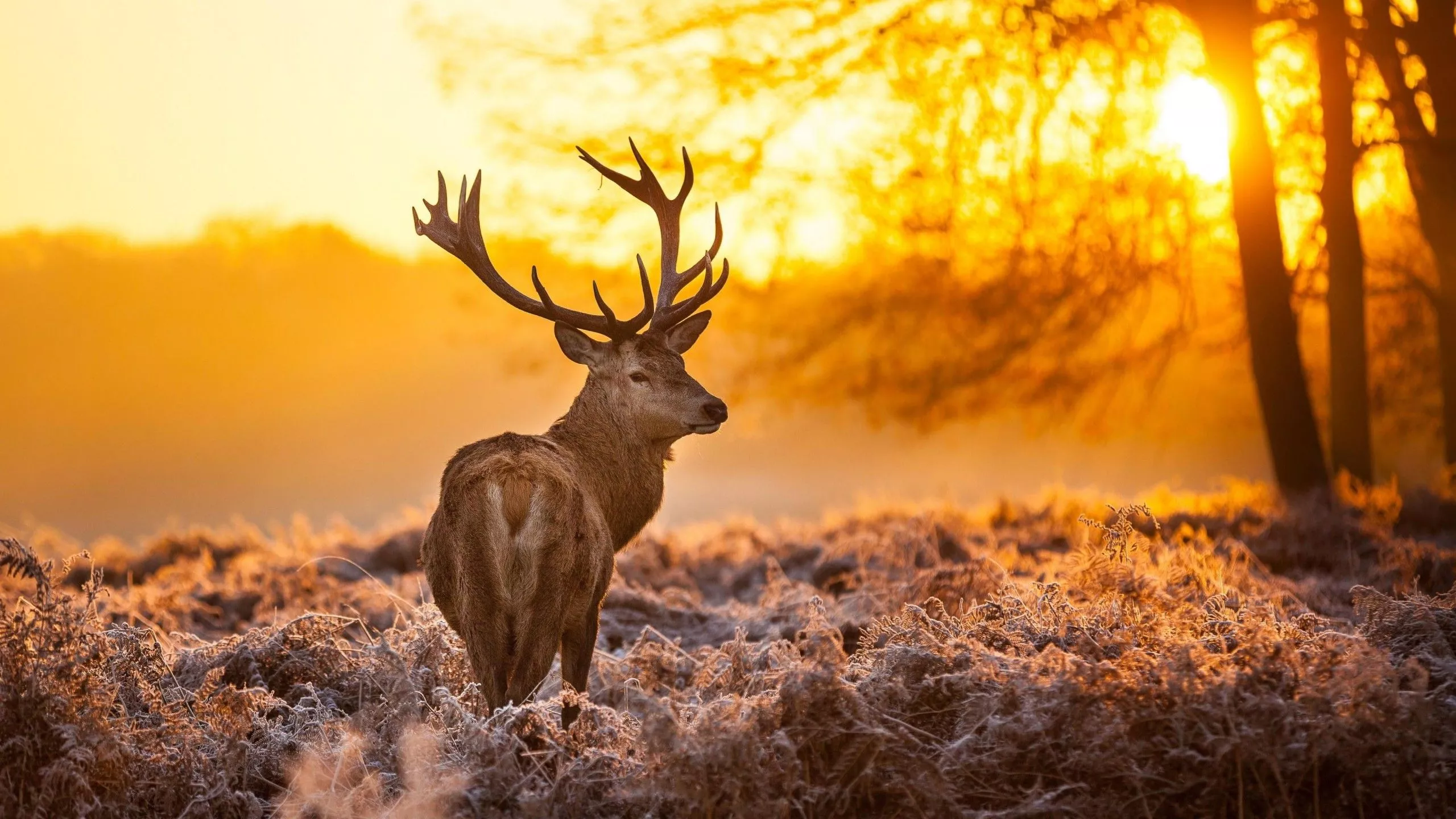 Brown Deer Nature Animals Trees Sunset