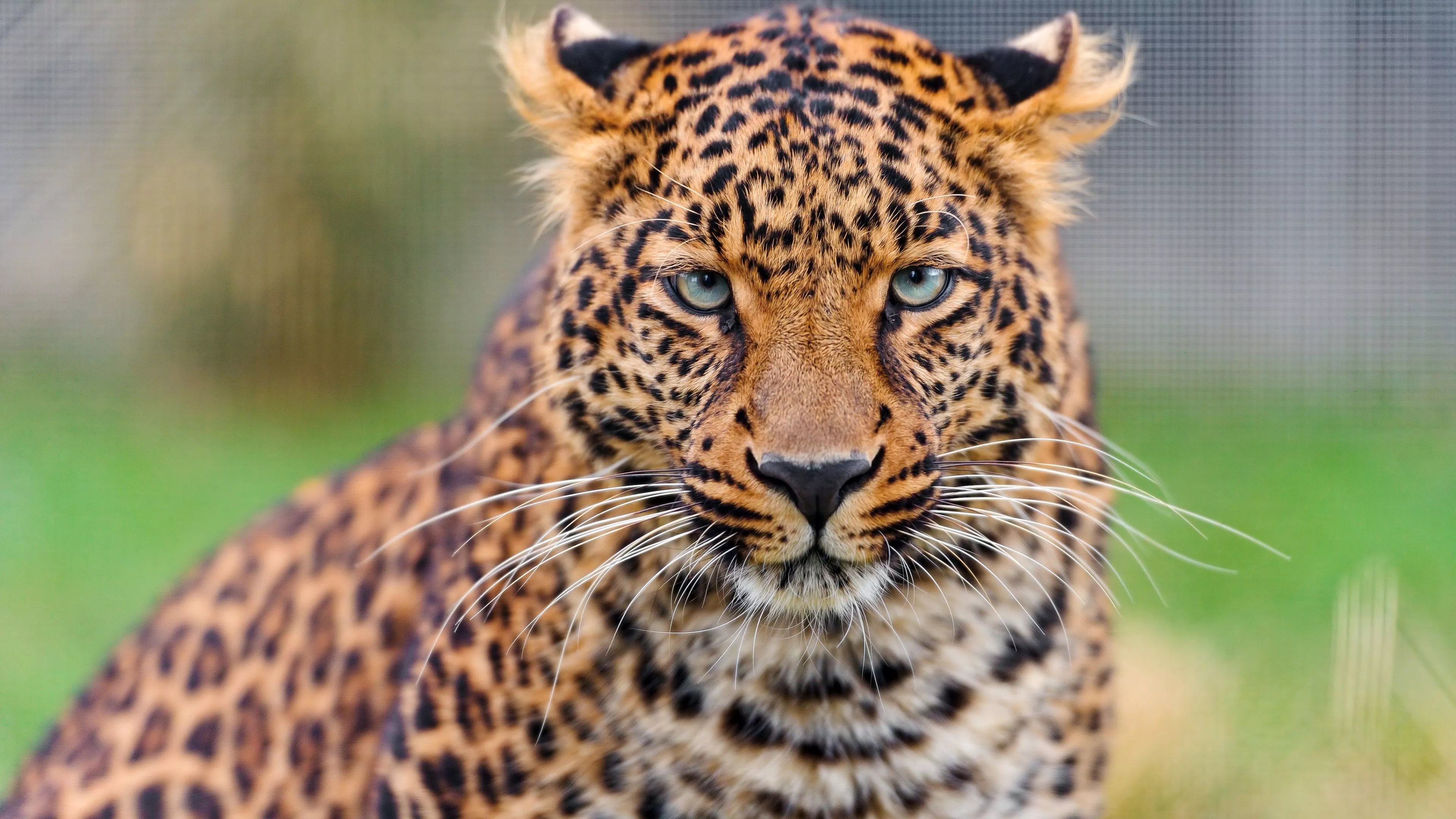 Leopard Wallpaper 4K, Closeup, Zoo