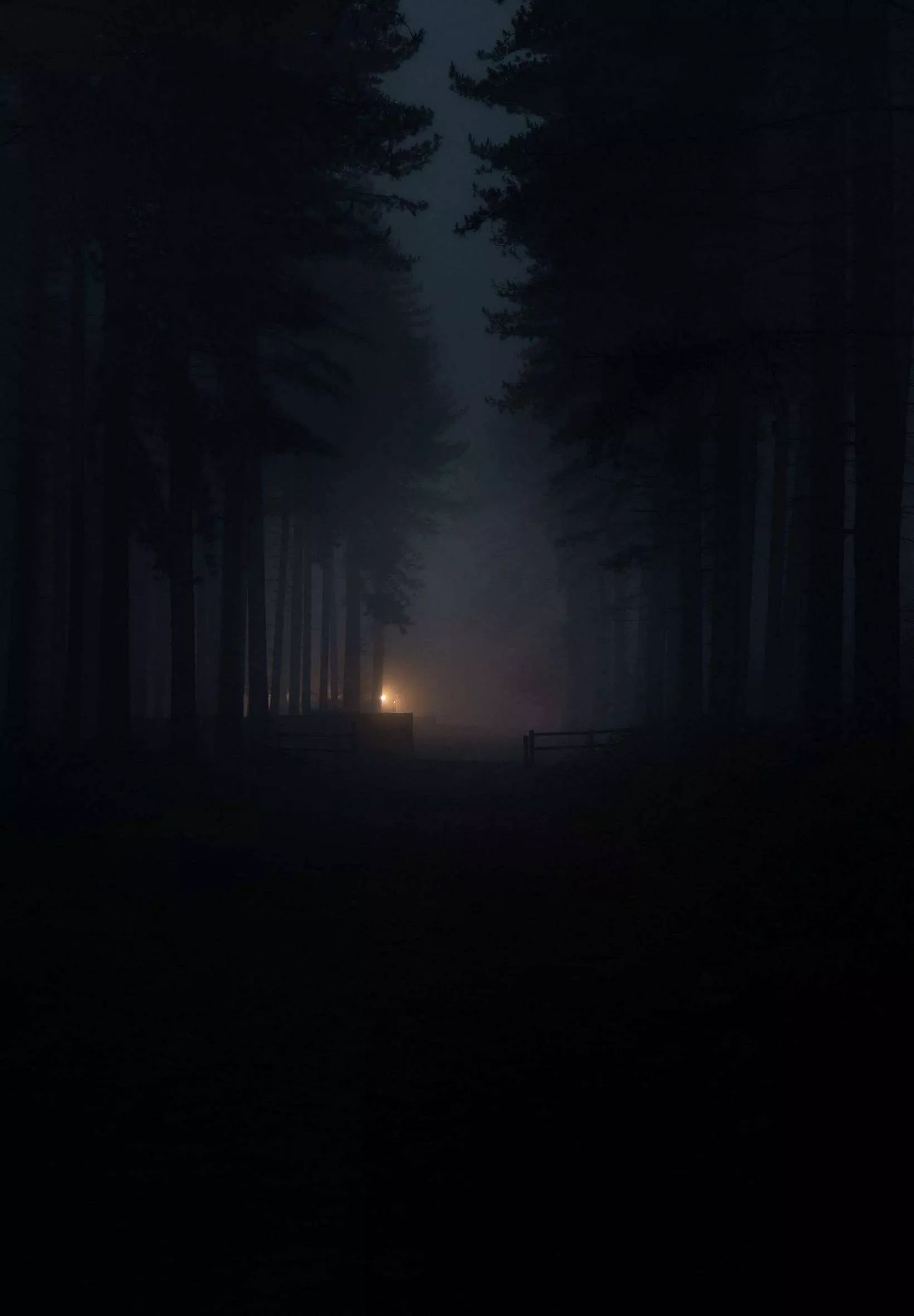 Forest Fog Darkness 4K iPad Wallpaper