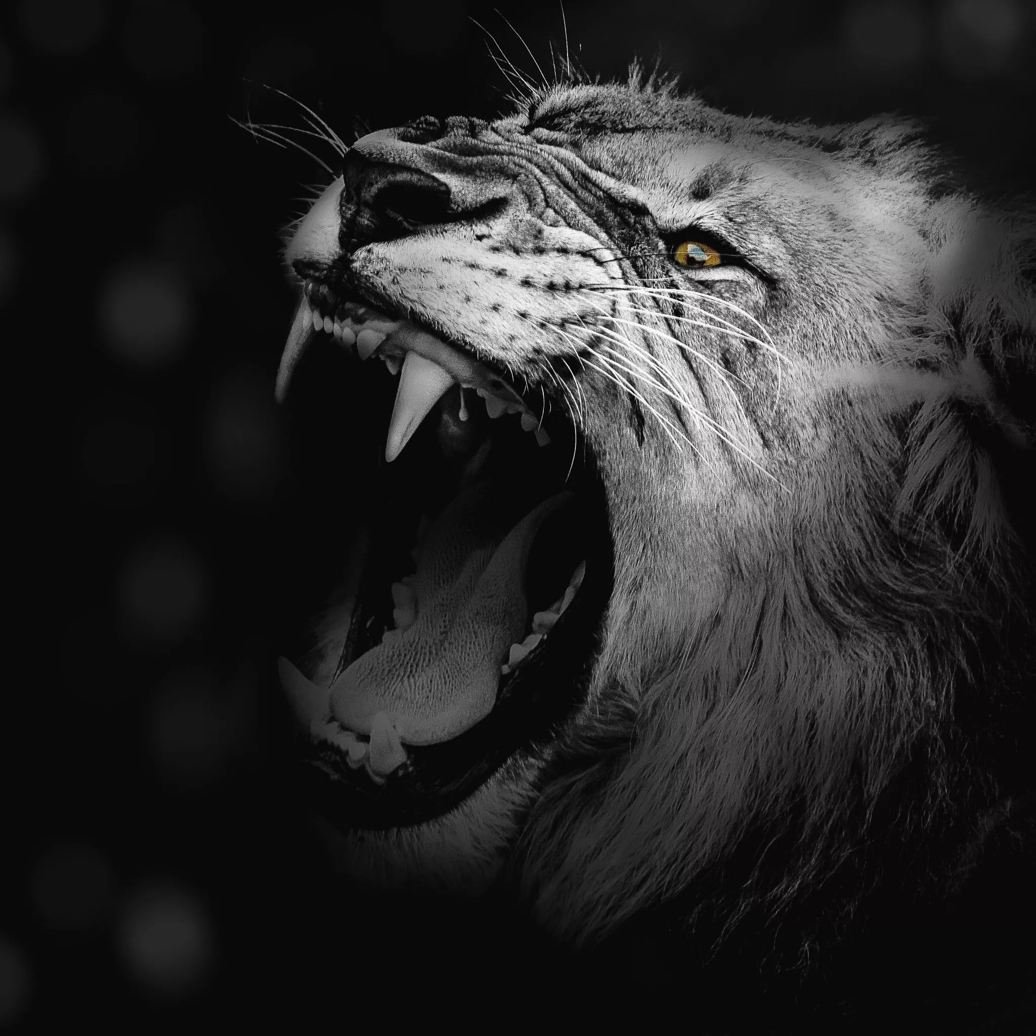 Lion Wallpaper 4K, Monochrome, Roaring