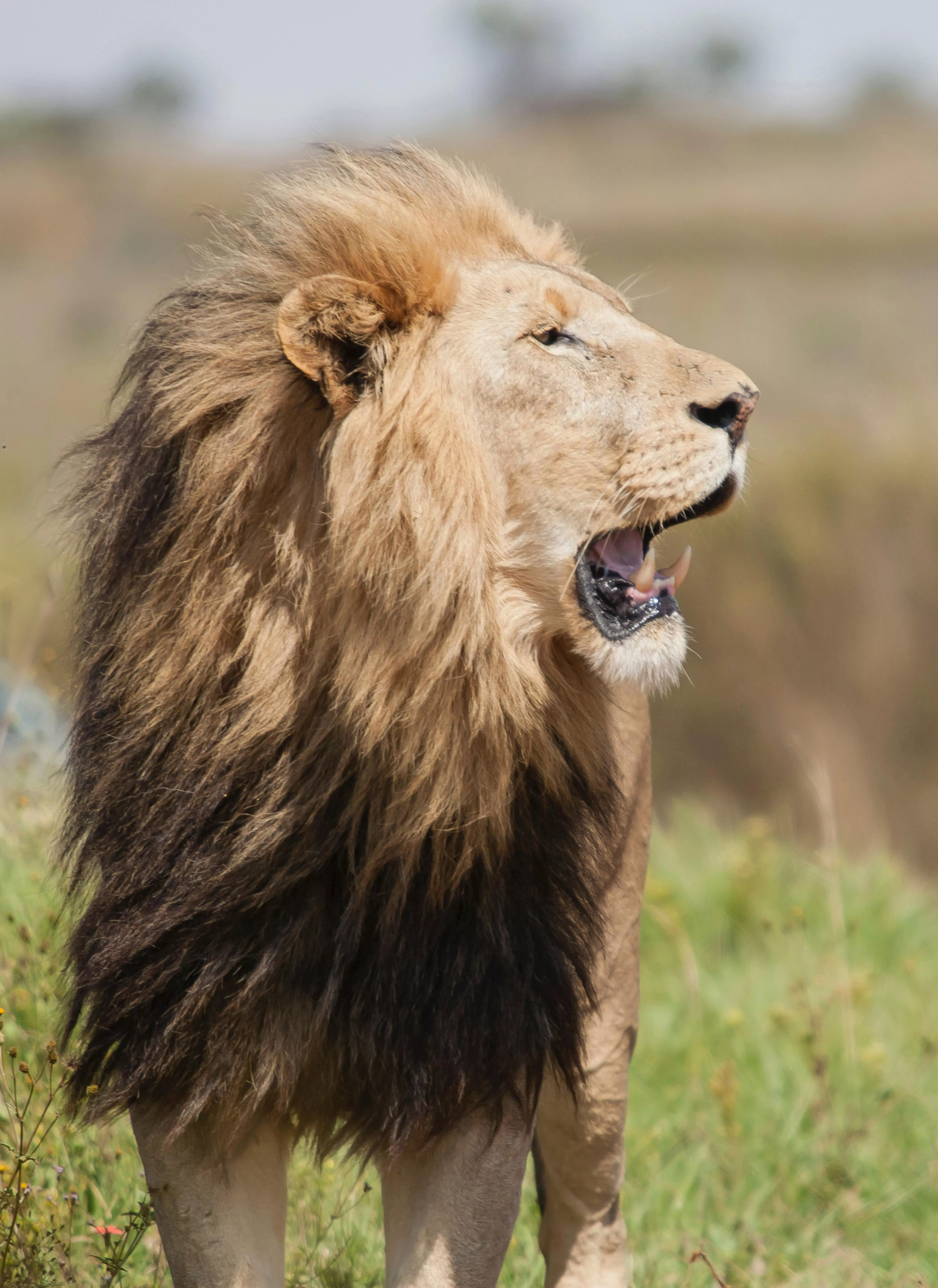 Lion Roar Photo, Download The BEST