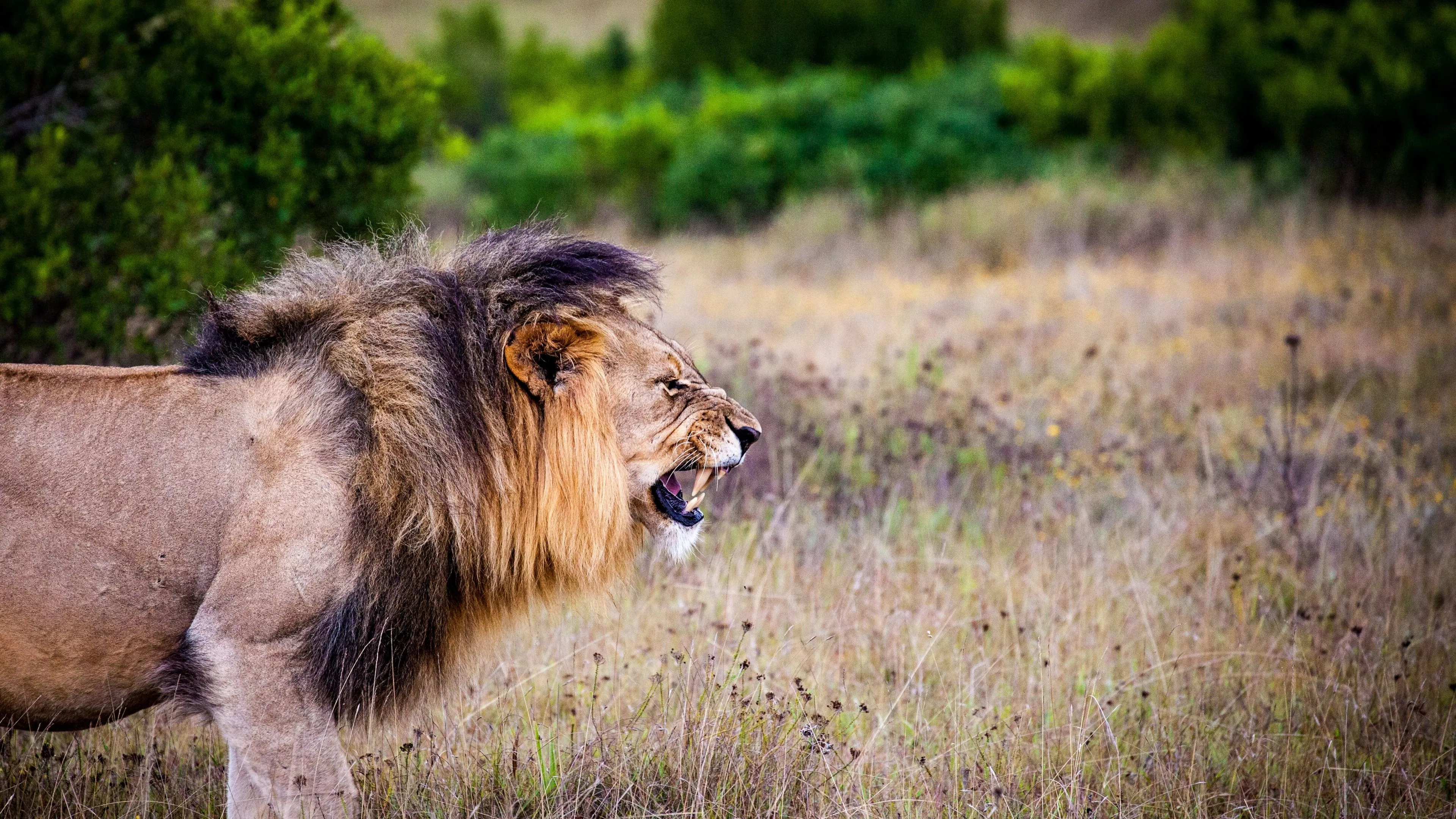 Lion Wallpaper 4K, Roaring, National Park