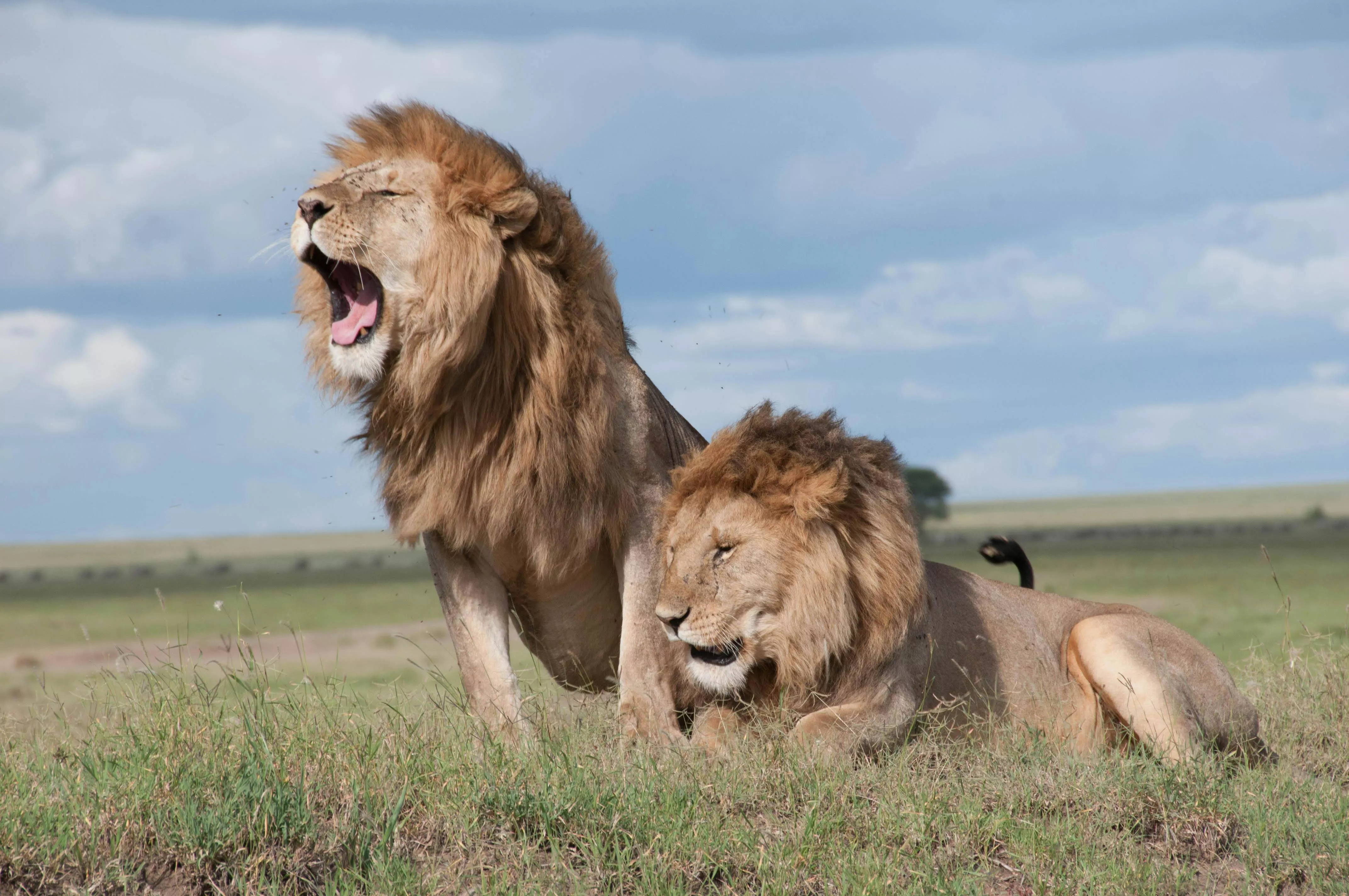 Lion Roar Photo, Download The BEST