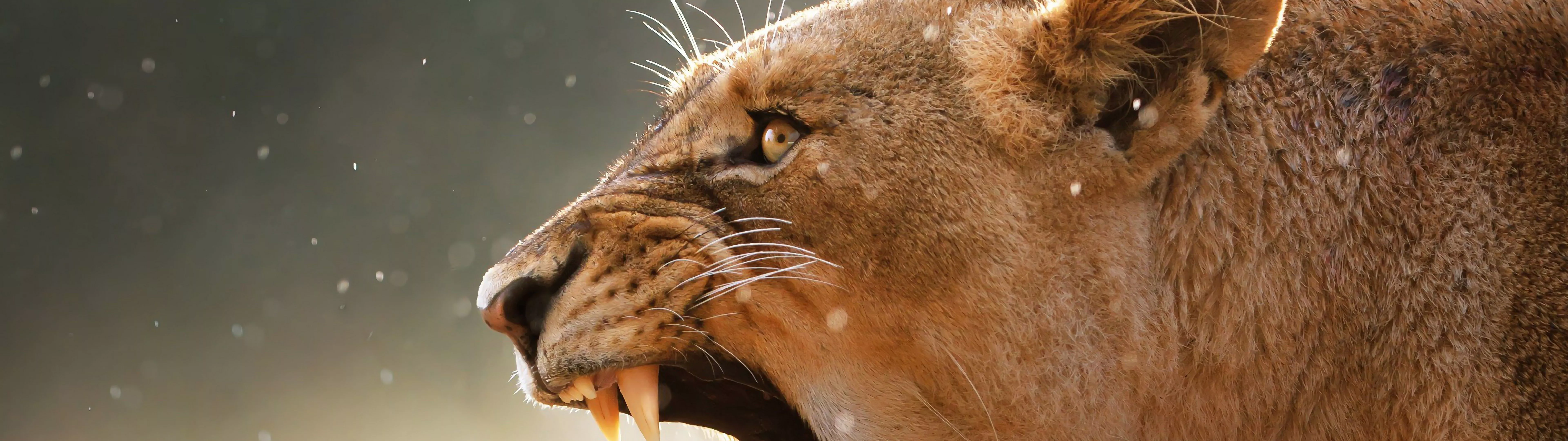 Lioness Lion Roar 4K Wallpaper