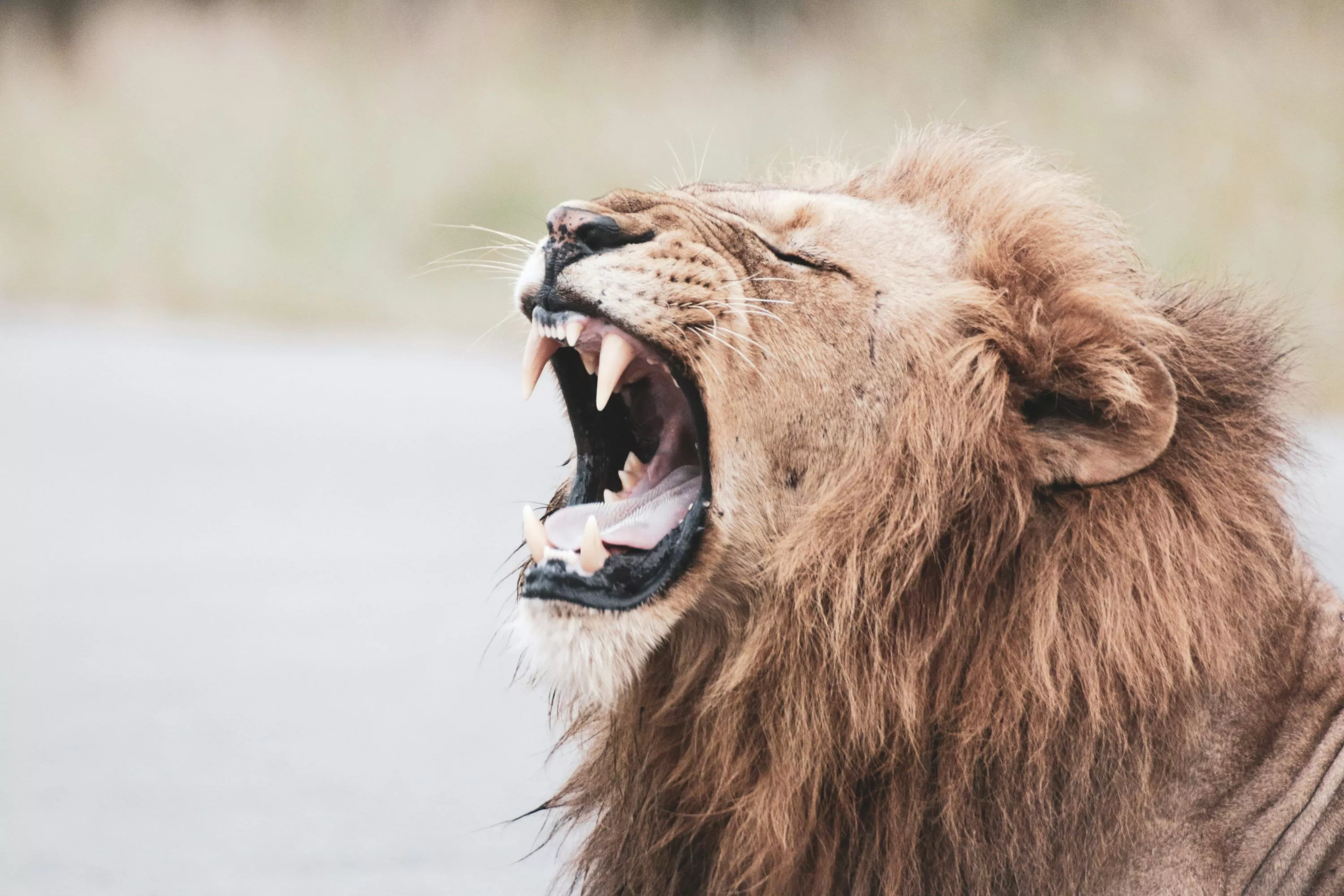 Lion Roar Picture. Download Free