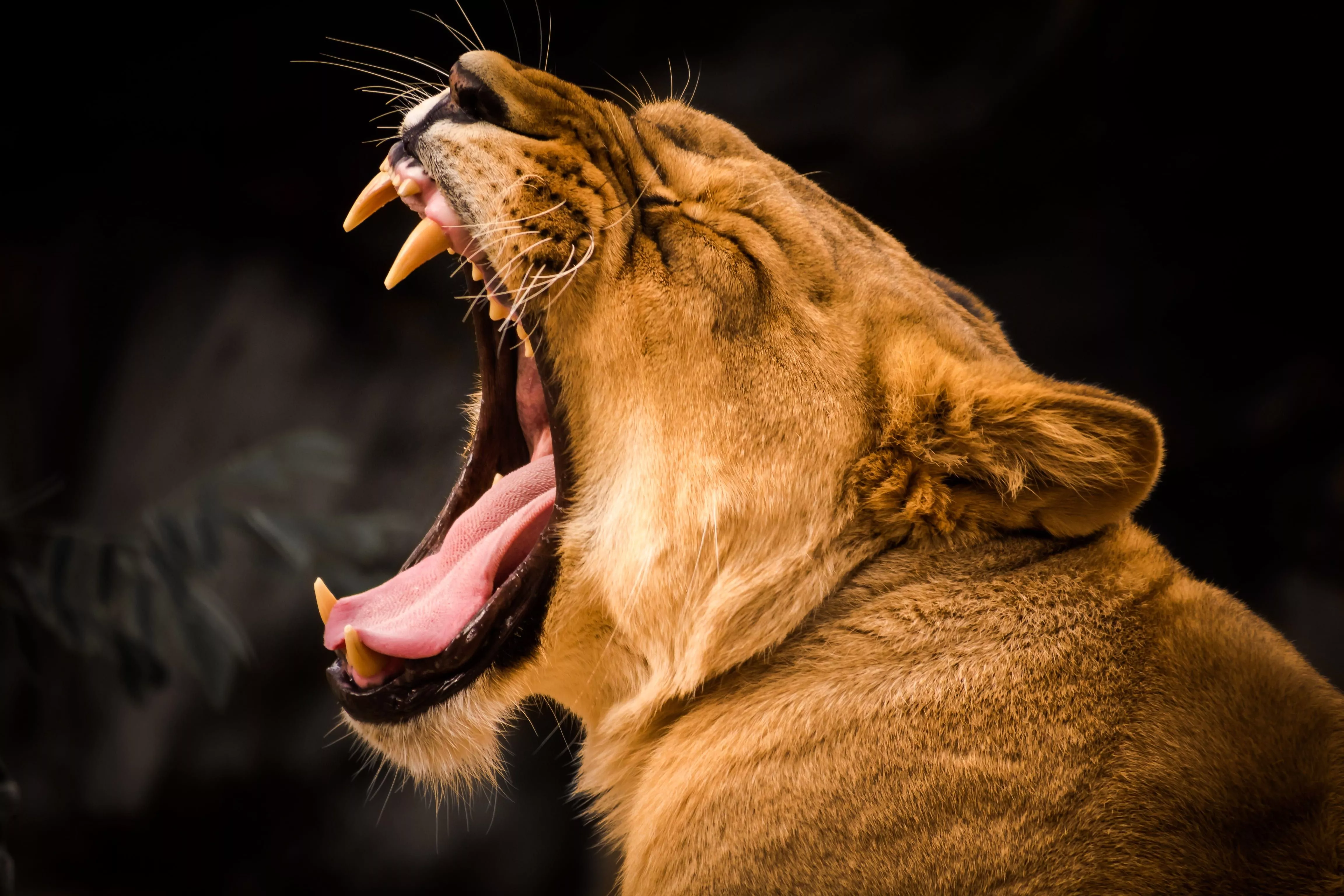 Brown lioness portrait photo