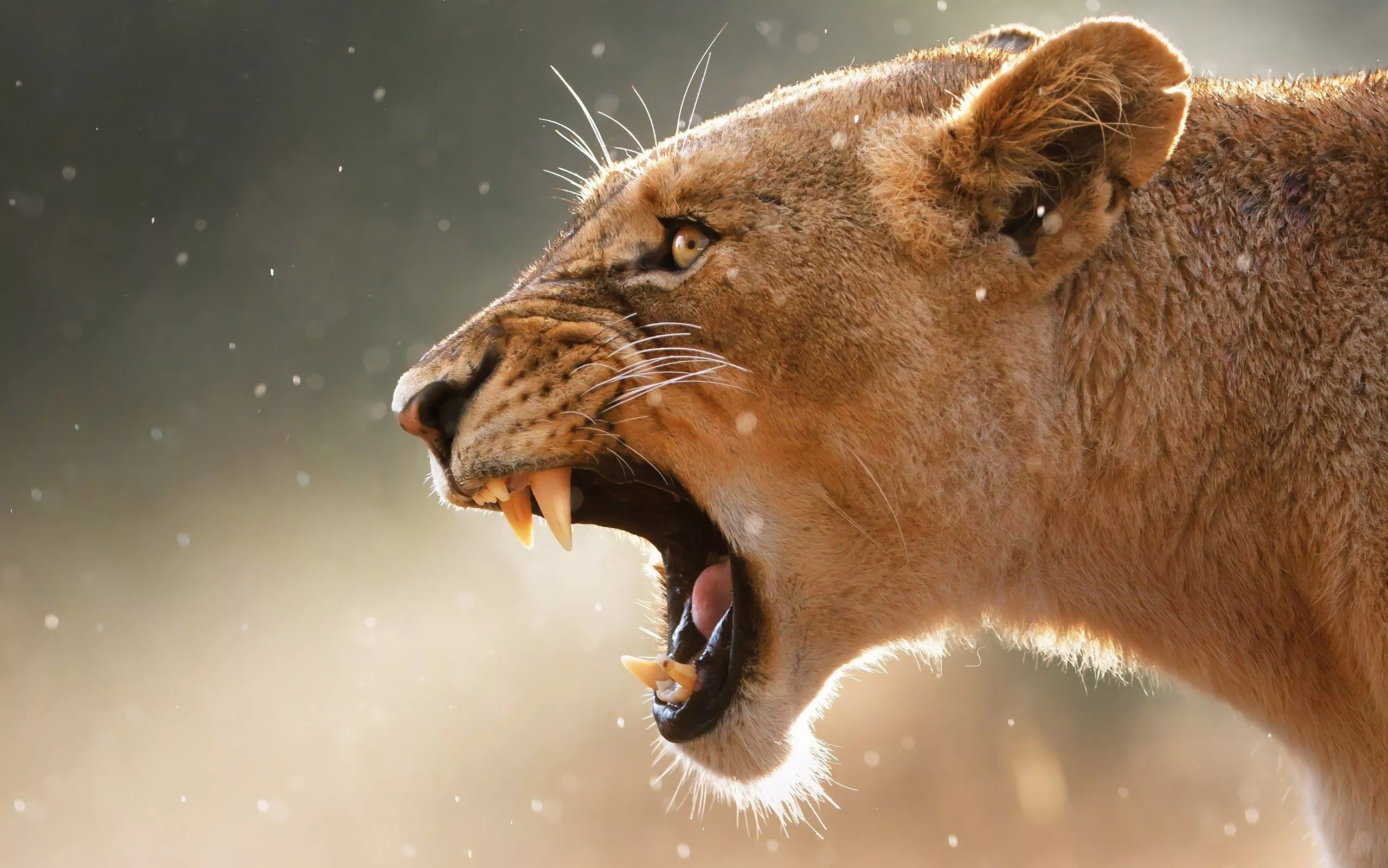 Lioness Lion Roar 4K Wallpaper